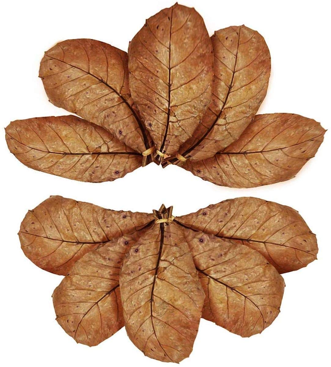 SunGrow 10 Pack Axolotl Indian Almond Leaves for Aquarium, 5-Inches, Catappa Leaf Soothes Pets Slime Skin, Aquarium Water Condit