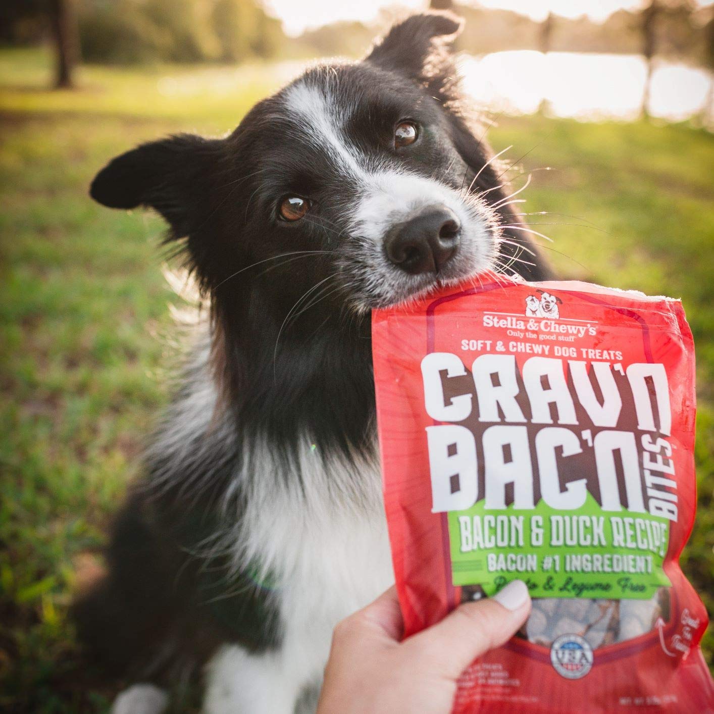 Stella & Chewys Cravn Bacn Dog Treats Bacon & Chicken Recipe, 8.25 oz. Bag
