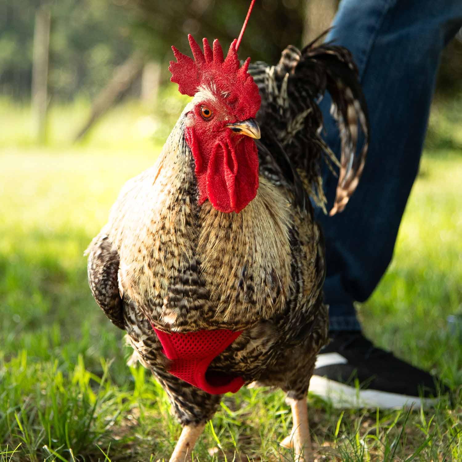 Chicken Harness (Black, Medium)
