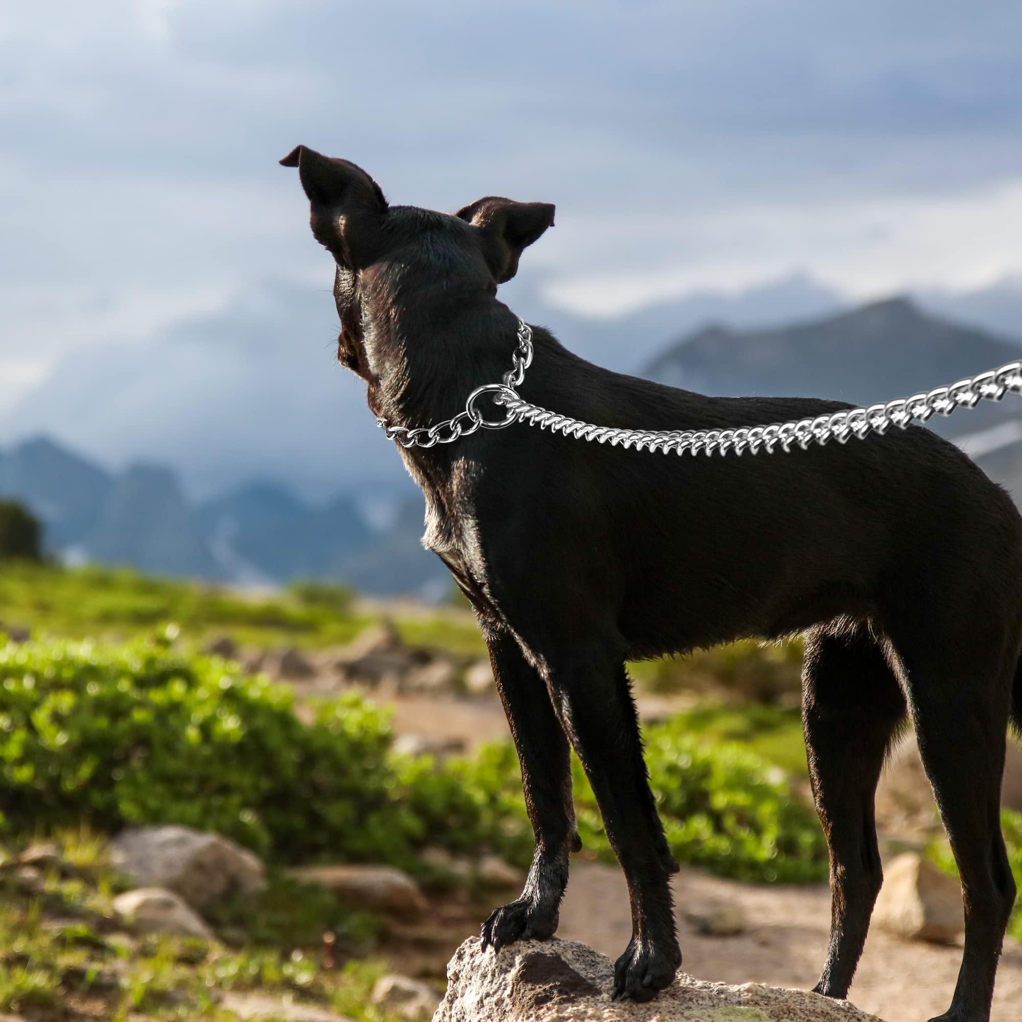 Filhome Metal Dog Leash And Collar - 4Ft Chew Proof Chain With P Chain Slip, Heavy Duty Sturdy Pet Leash With Padded Handle For