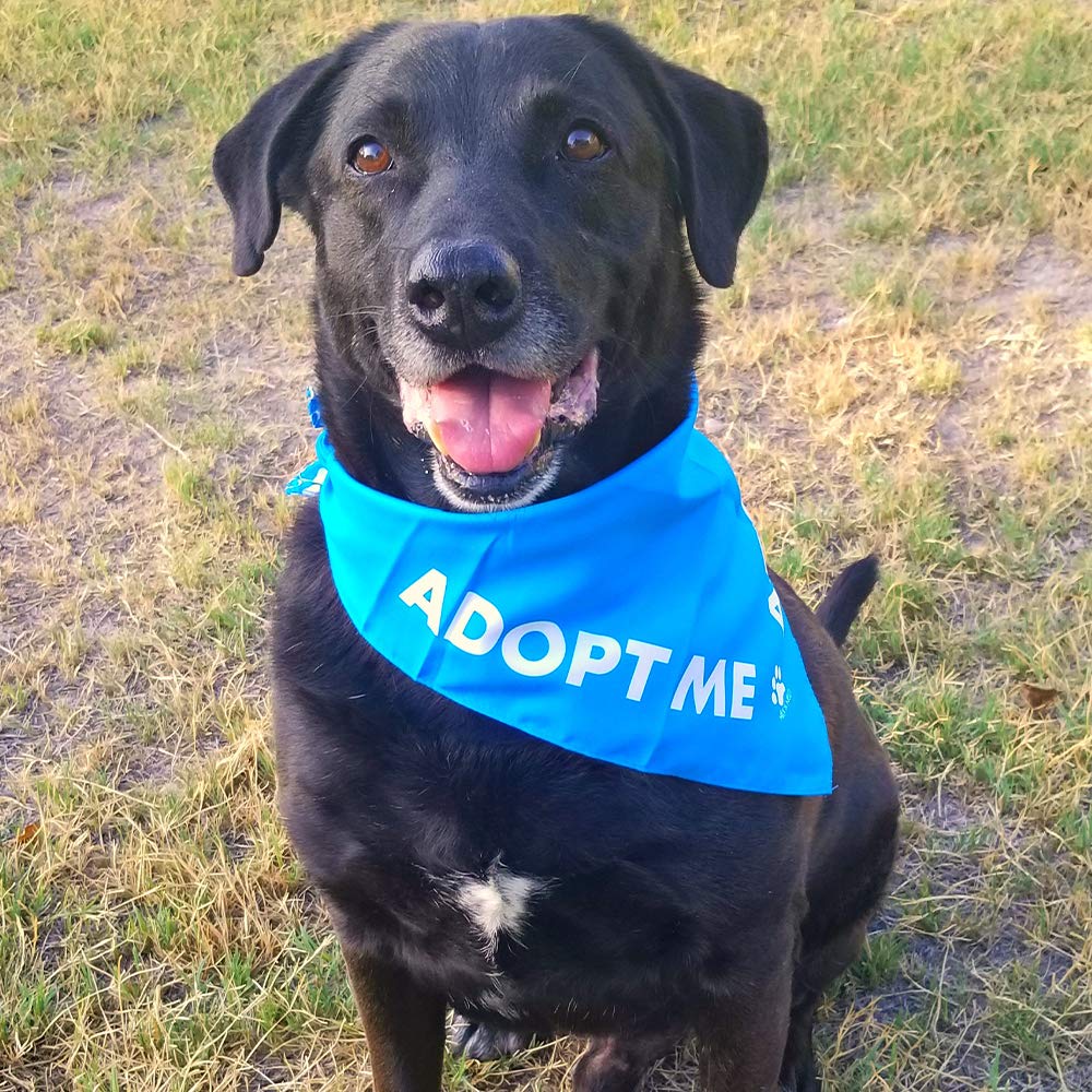 Max And Neo Dog Bandanas - We Donate 1 For 1 To Dog Rescues For Every Product Sold (5 Pack, Blind)