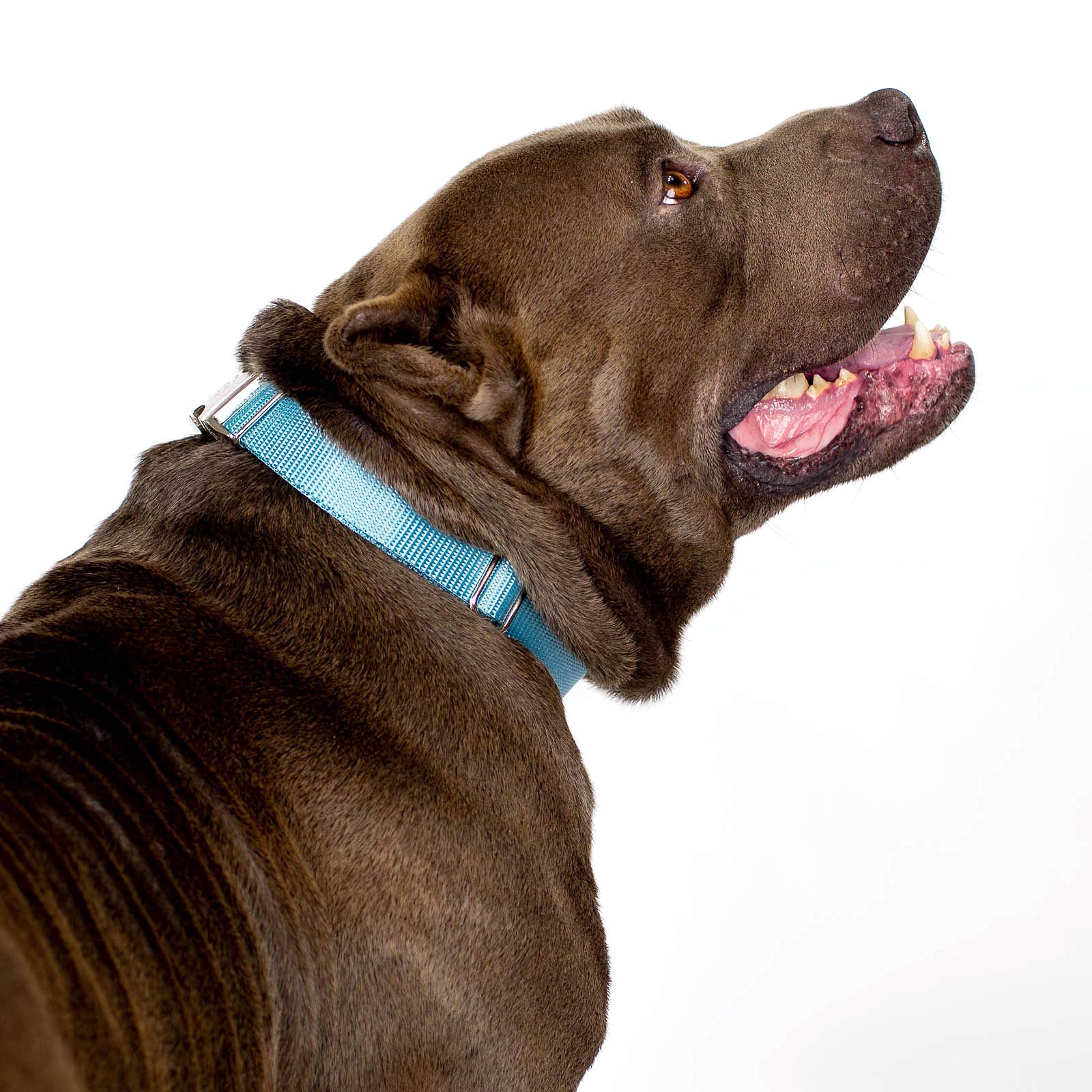 Country Brook Design - Vibrant 30+ Color Selection - Premium Nylon Dog Collar With Metal Buckle (Medium, 3/4 Inch, Ocean Blue)