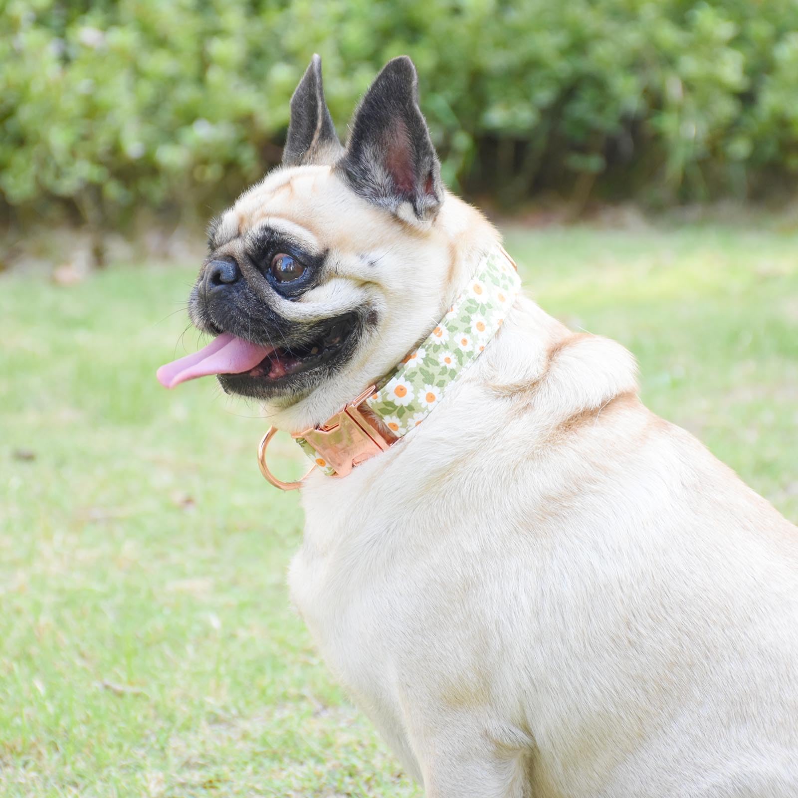 Metal Buckle Dog Collar, Durable Adjustable Dog Collar Soft For Small Medium Large Dogs (003-Green Flower, L(15-23In)