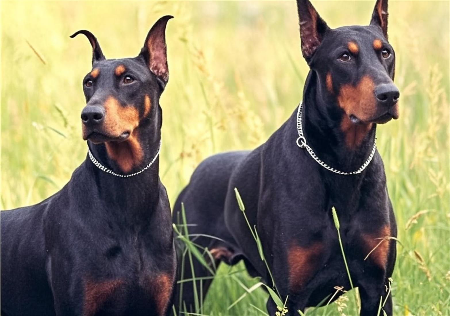 Silver Choke Collar For Small Dogs,Metal Slip Link Dog Chain Martingale Collar Heavy Duty Training Dog Choker Collar Boy Girl Pu