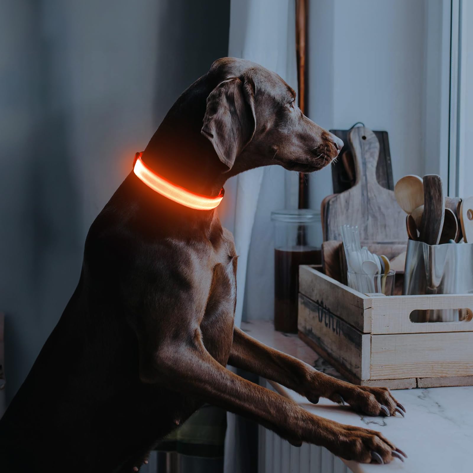 Illumifun Led Dog Collar, Adjustable Glowing Pet Safety Collar, Usb Rechargeable Light Up Collars For Your Dogs Walking At Night (Orange, Small)