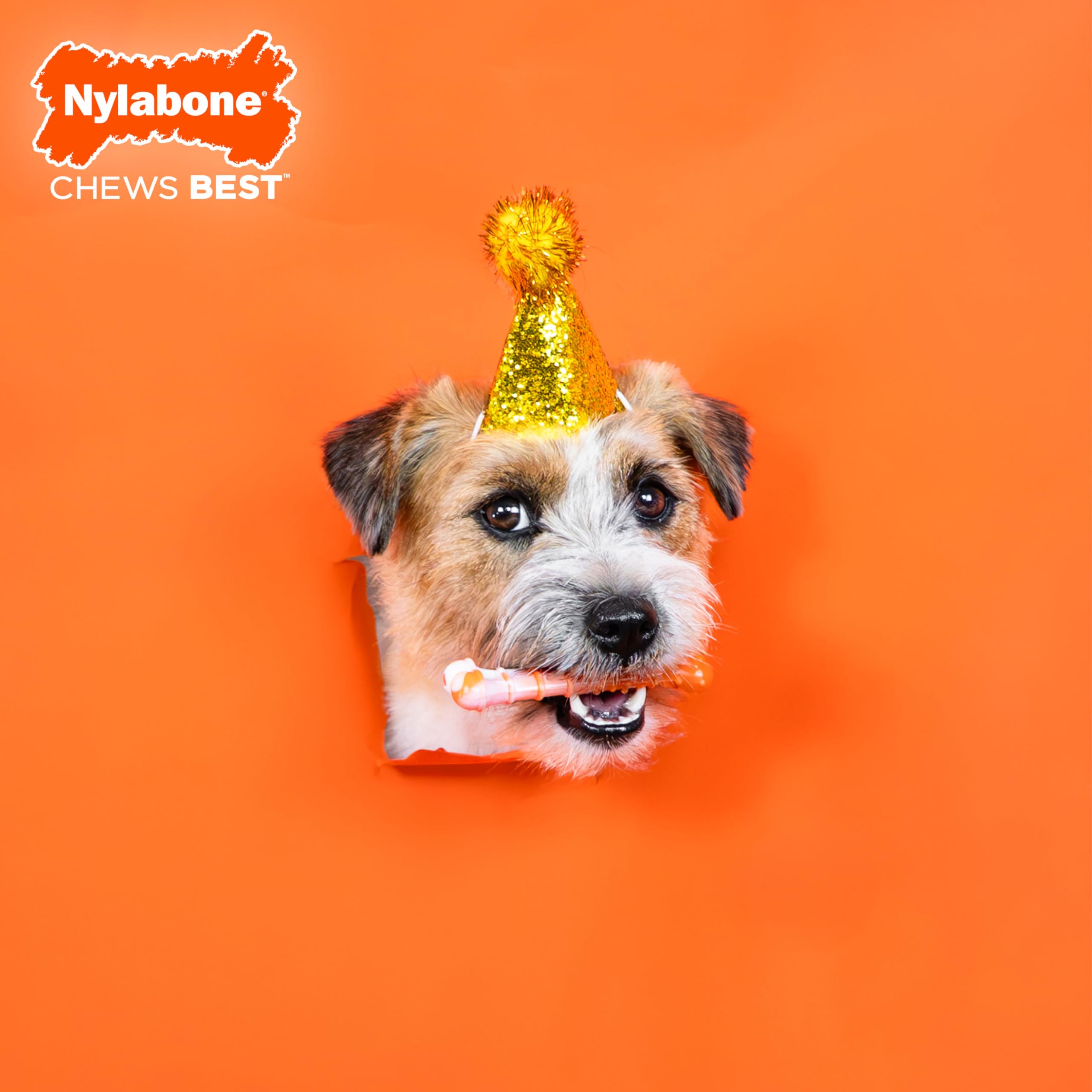 Nylabone Limited Edition 70th Birthday Textured Bone Power Chew Toy for Dogs, Durable & Tough Dog Toys for Aggressive Chewers, R