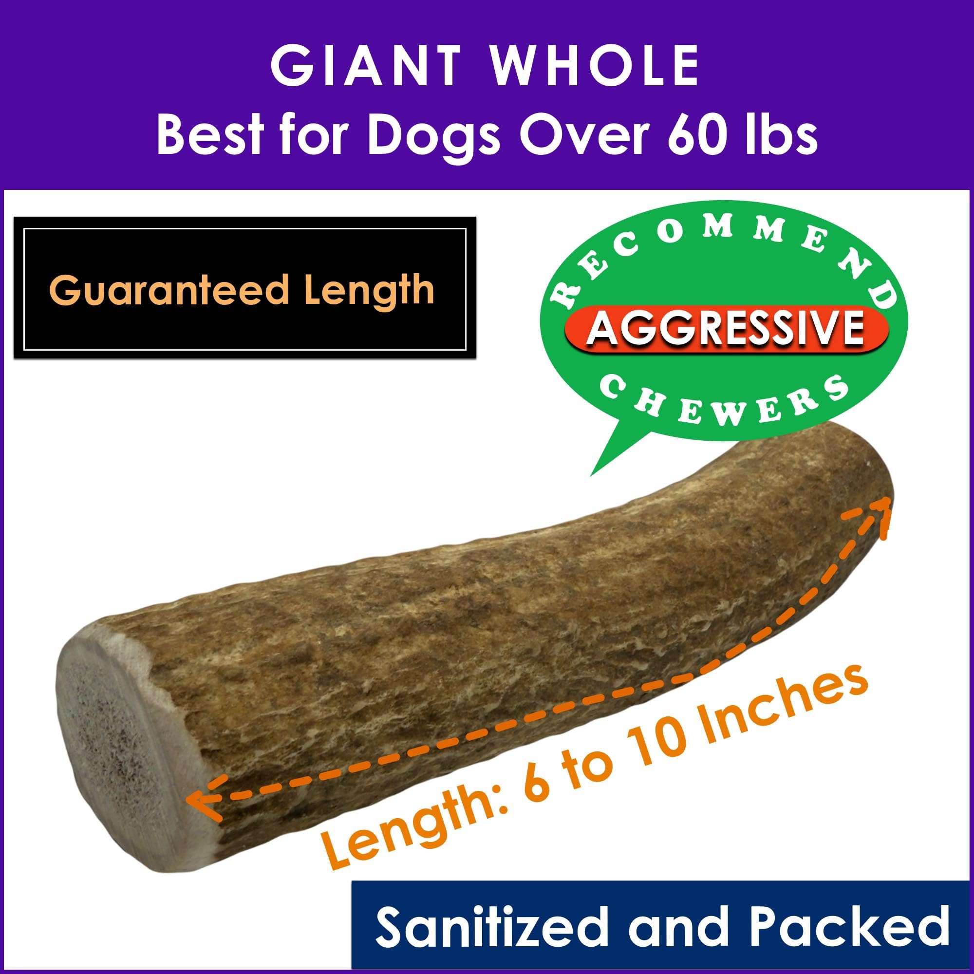 Deluxe Naturals 1-Pack Giant Whole Elk Antler Dog Chews (6 to 10 in) - Long Lasting Dog Bones for Large to Giant Aggressive Chew