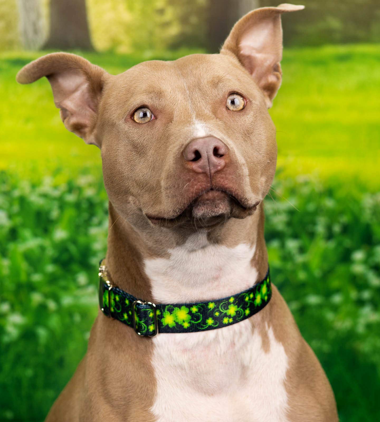 Country Brook Petz - Premium Clovers In The Wind Dog Collar - Irish Pride Collection Featuring Lucky Designs (5/8 Inch, Small)