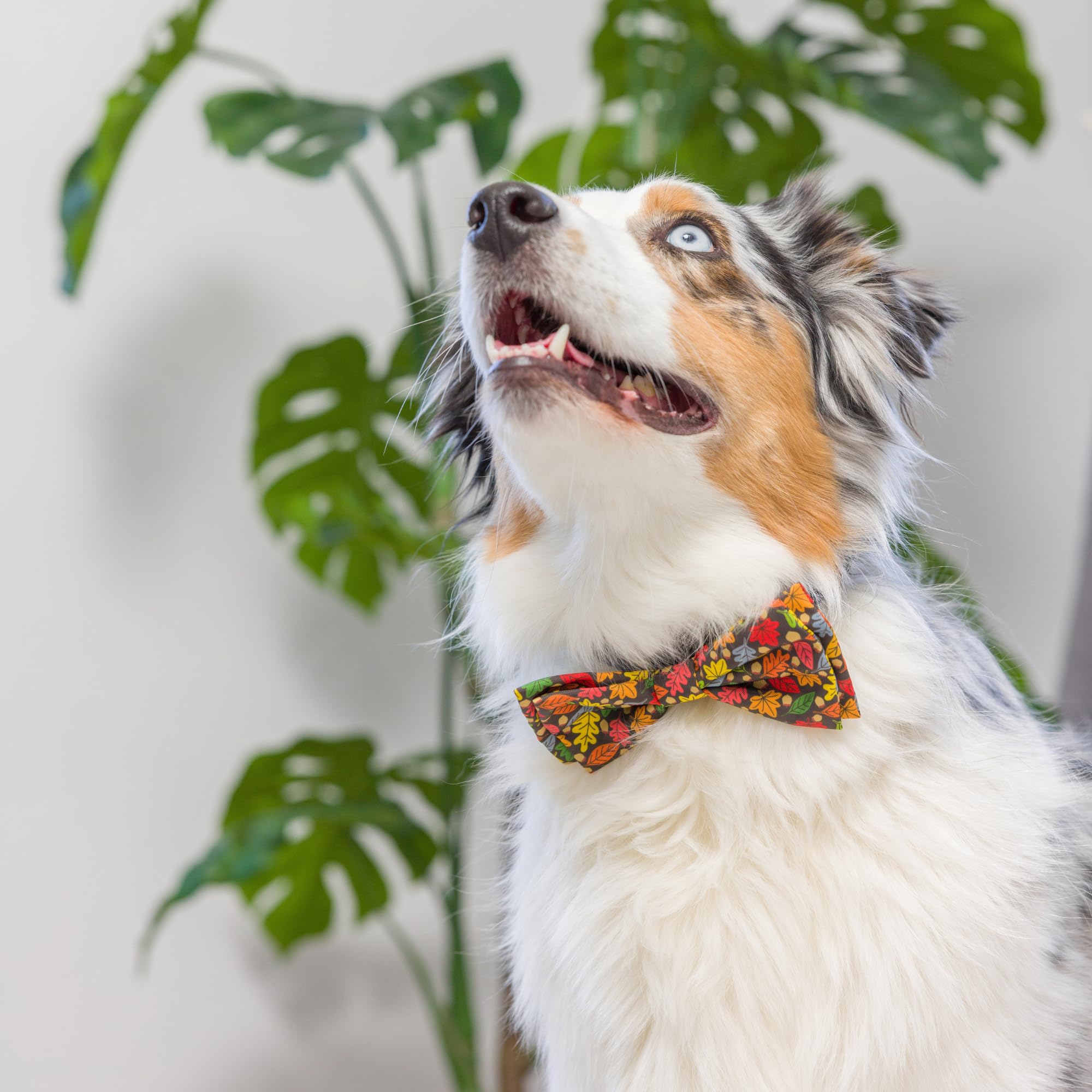 Huxley & Kent Fall Bow Tie Collar Attachment For Pets | Leaves & Nuts (Large) | Fun, Cute, Comfortable & Durable Bow Ties For Do