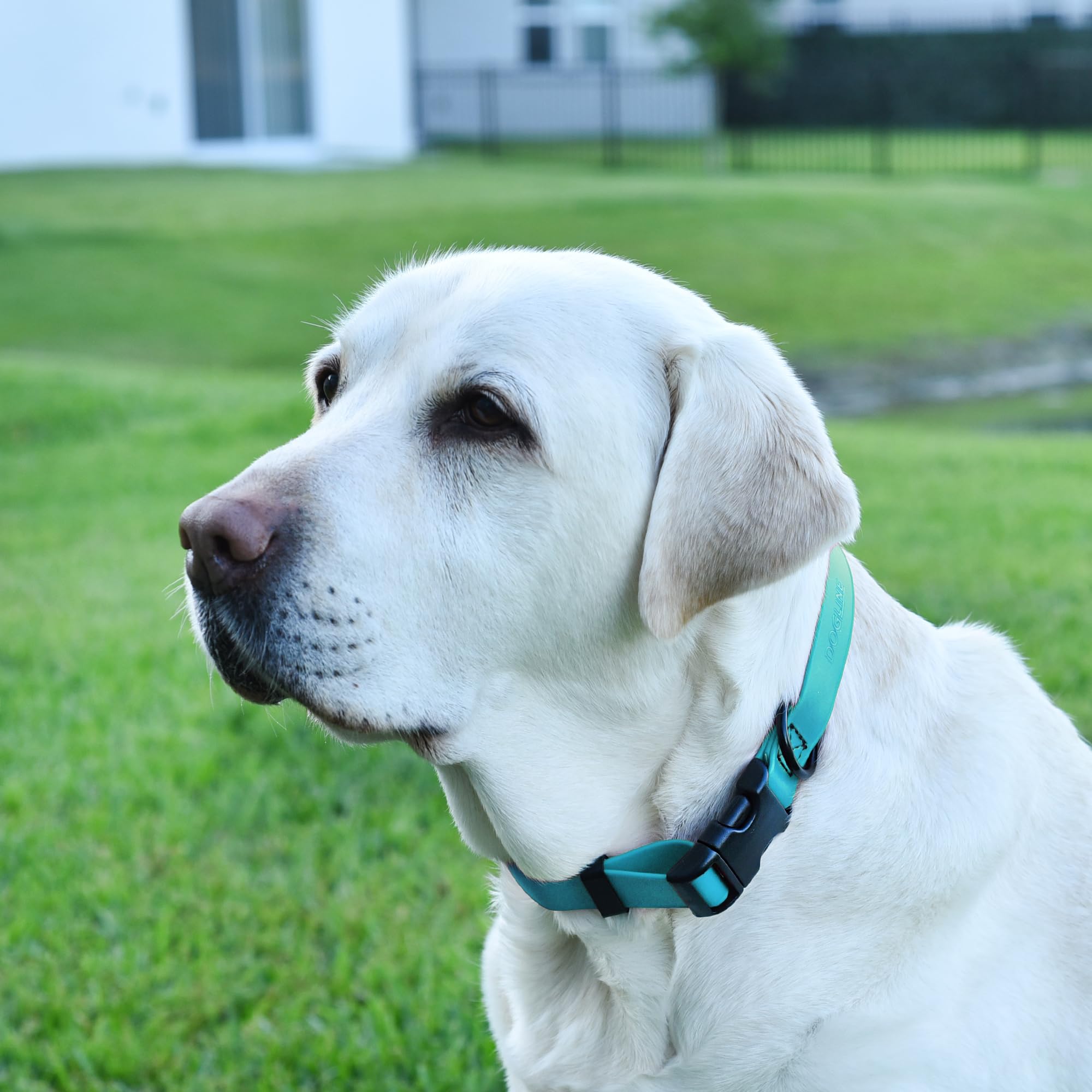 Dogline Biothane Waterproof Dog Collar with Quick Release Buckle Strong Coated Nylon Webbing with Odor- Proof for Easy Care Easy