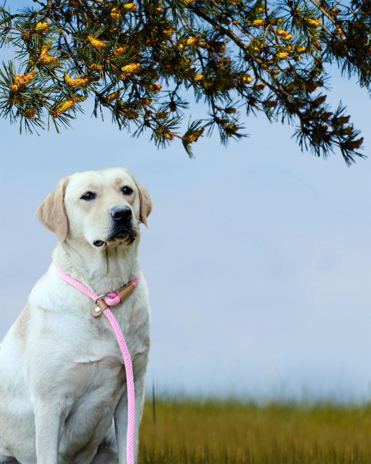 Lynxking Dog Leash Slip Lead Snap Hook Rope Leash Strong Heavy Duty Braided Dog Training Leash No Pull Training Lead Leashes For