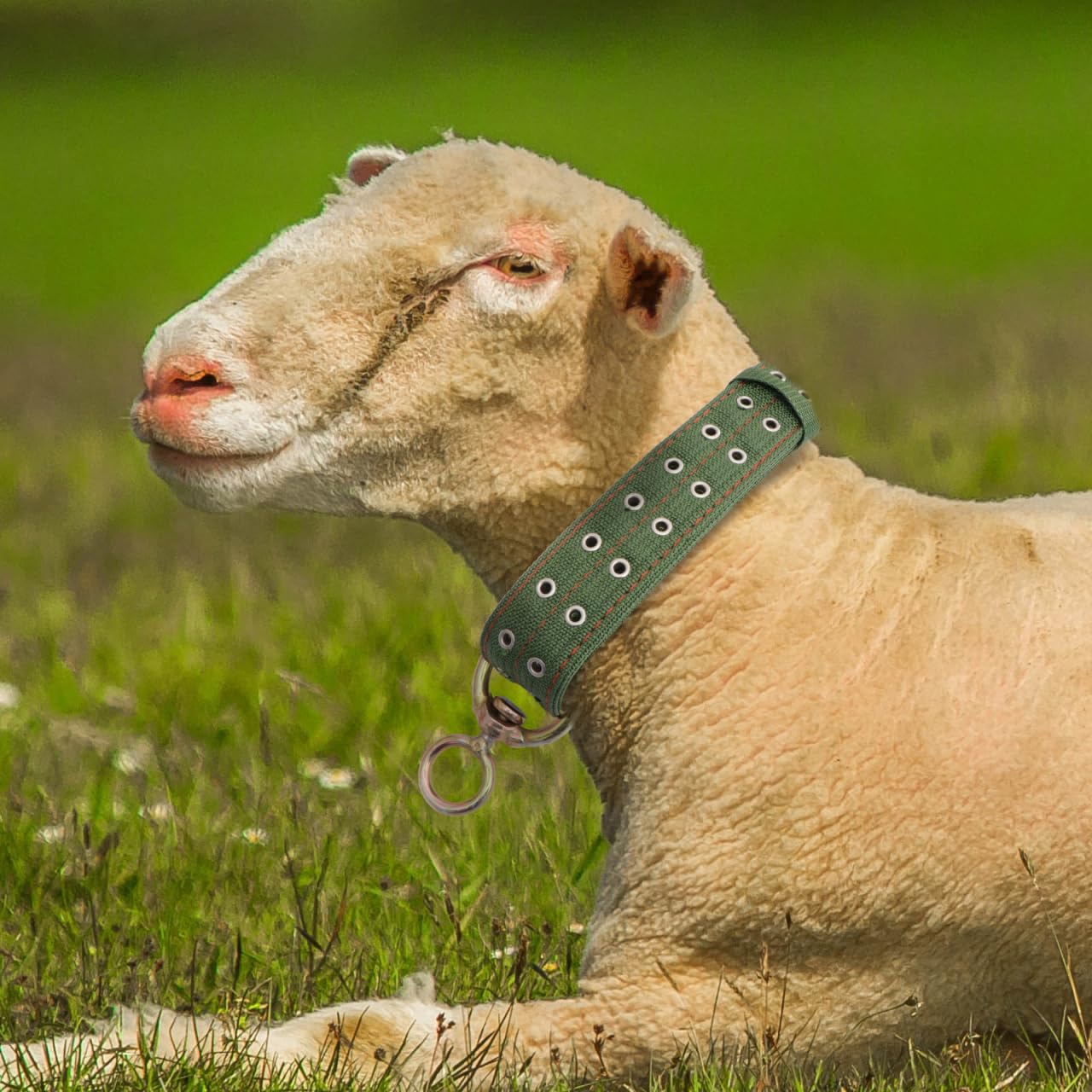Doitool Cow Collar Canvas Calf Collar Neck Strap Adjustable Buckle Livestock Traction Necklace For Farm Animals Sheep Horse Pet