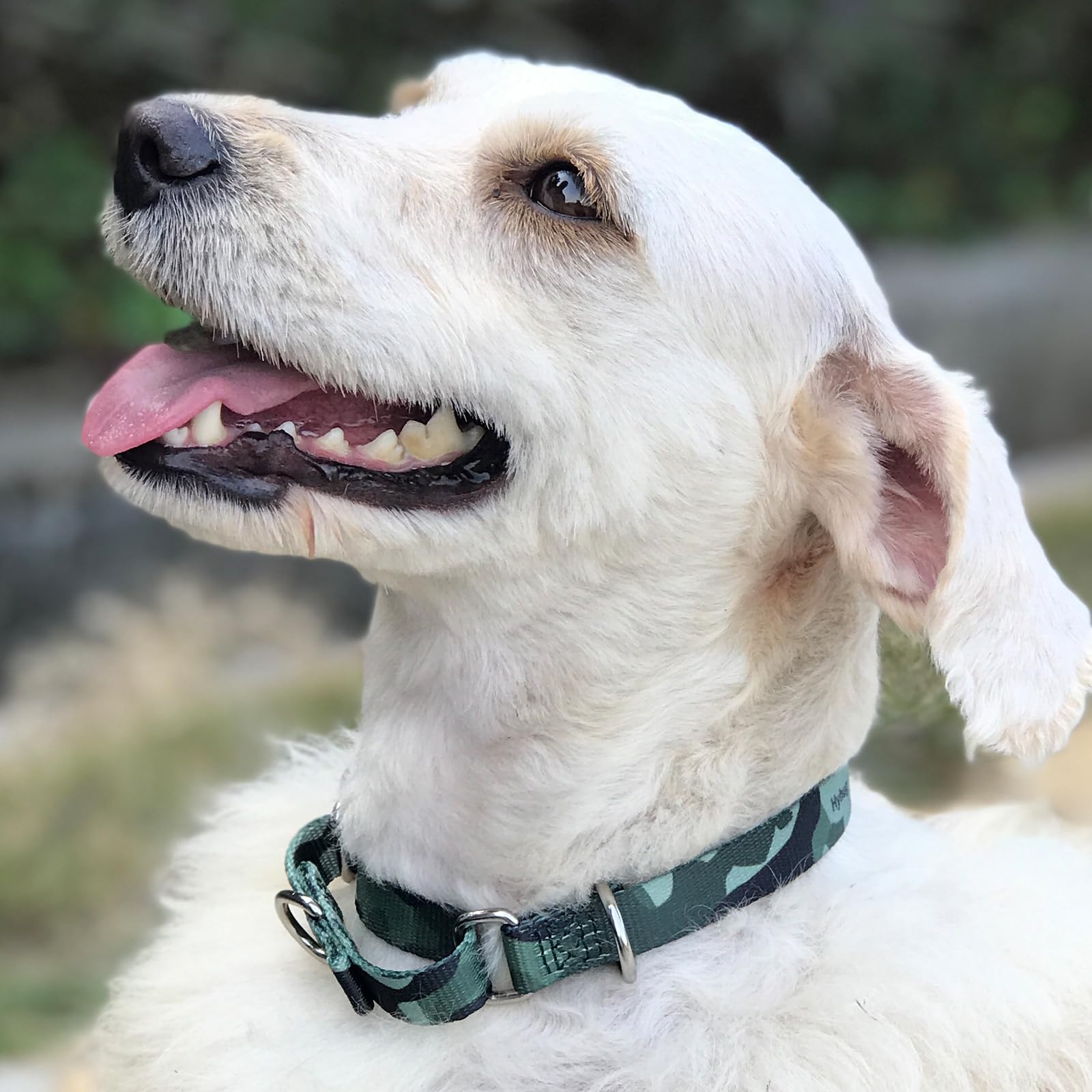 Hyhug Pets Premium Anti-Escape Martingale Dog Collar For Pup Dogs Daily Use Walking And Professional Training - Two Loop Can Att