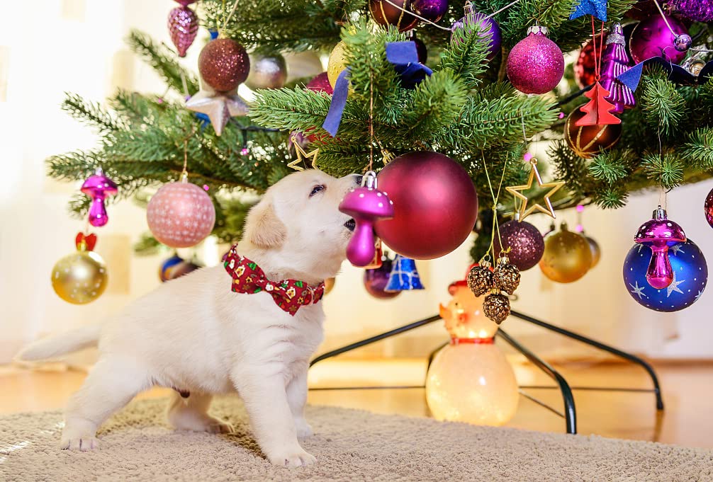 Aring Pet Christmas Dog Collar, Cute Santa Claus Dog Collar With Bowtie, Cotton Red Christmas Dog Collar Bow With Metal Buckle For Small Medium Large Boy And Girl Dogs