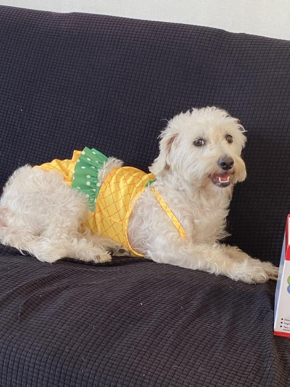 Funny Dog Swimwear Bikini Summer Dog Clothes Beach Swimsuit Puppy Bathing Suit Puppy Vest Cooling Shirts Pet Shirt For Small Dog