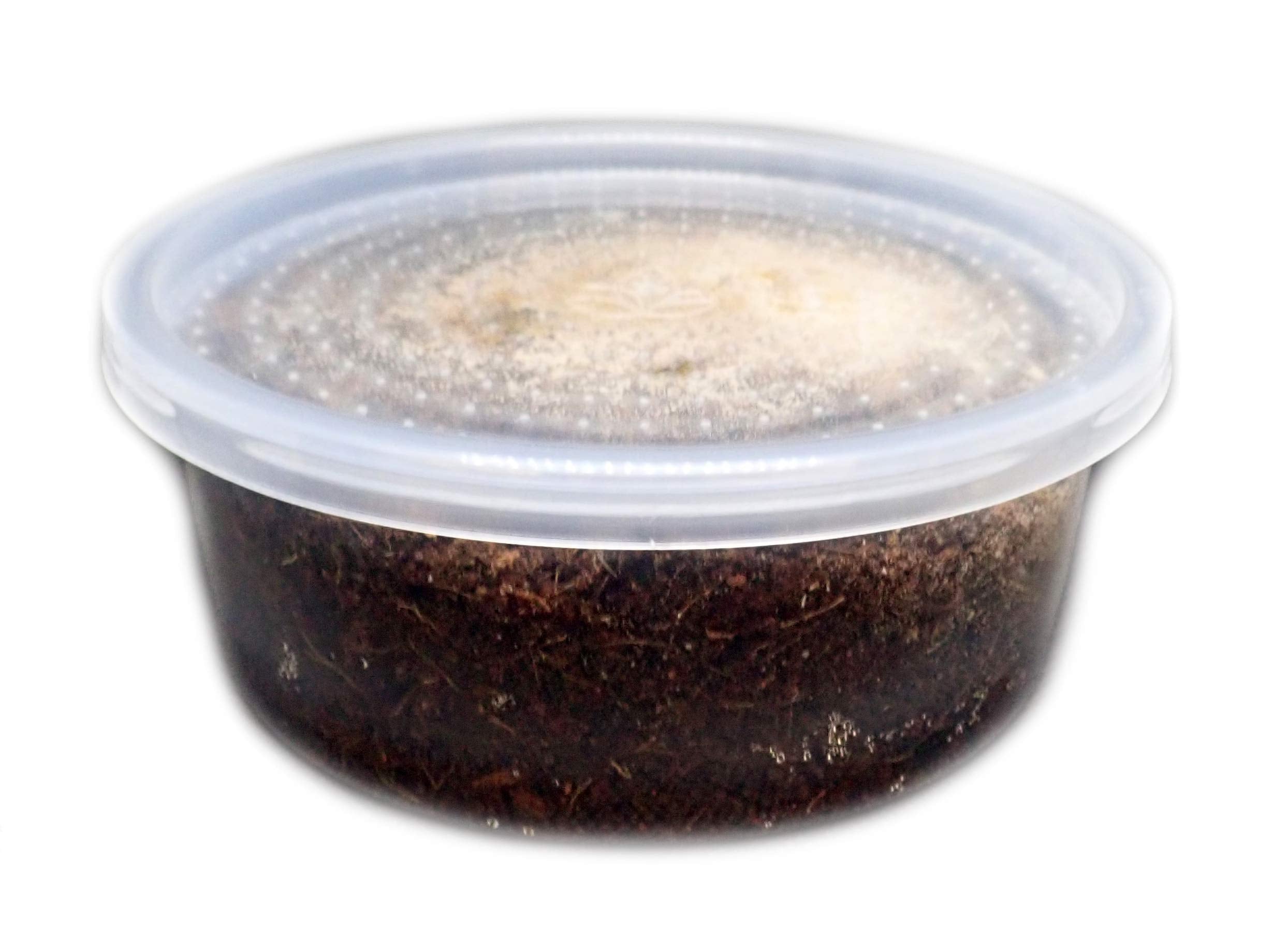 Joshs Frogs Temperate Springtail (Collembola) 8 oz Culture