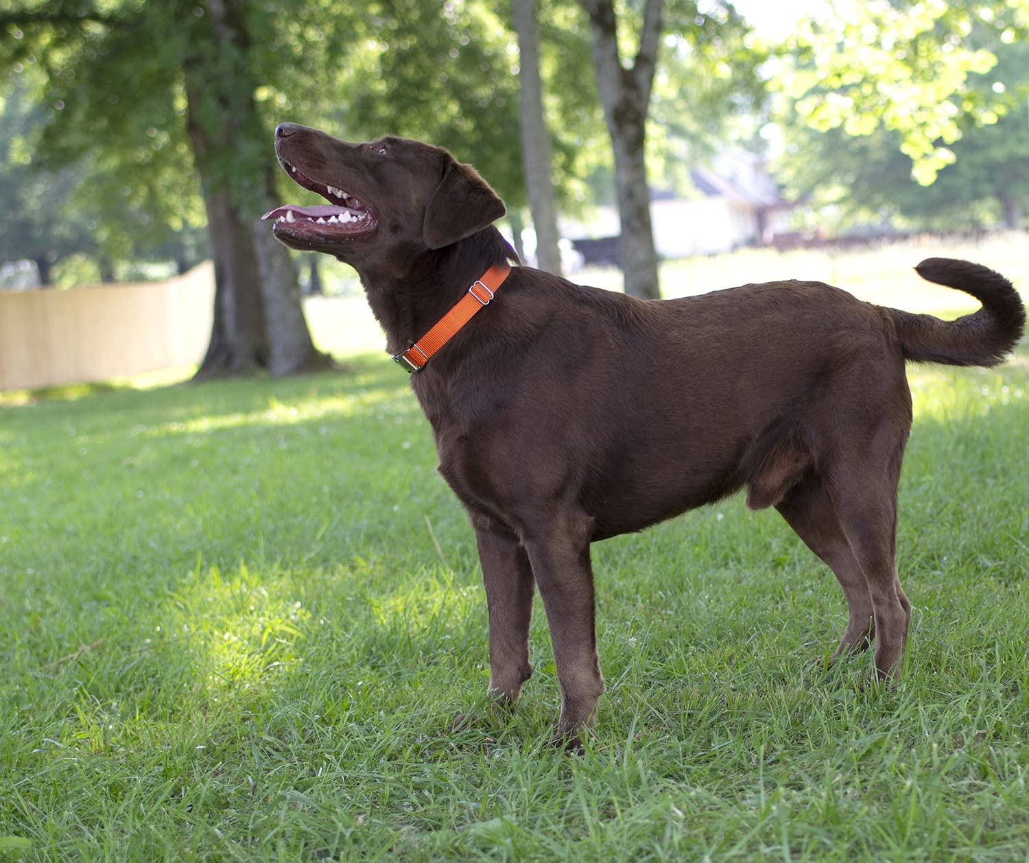 Country Brook Petz - Orange Martingale Heavy Duty Nylon Dog Collar - 21 Vibrant Color Options (3/8 Inch Width, Micro)
