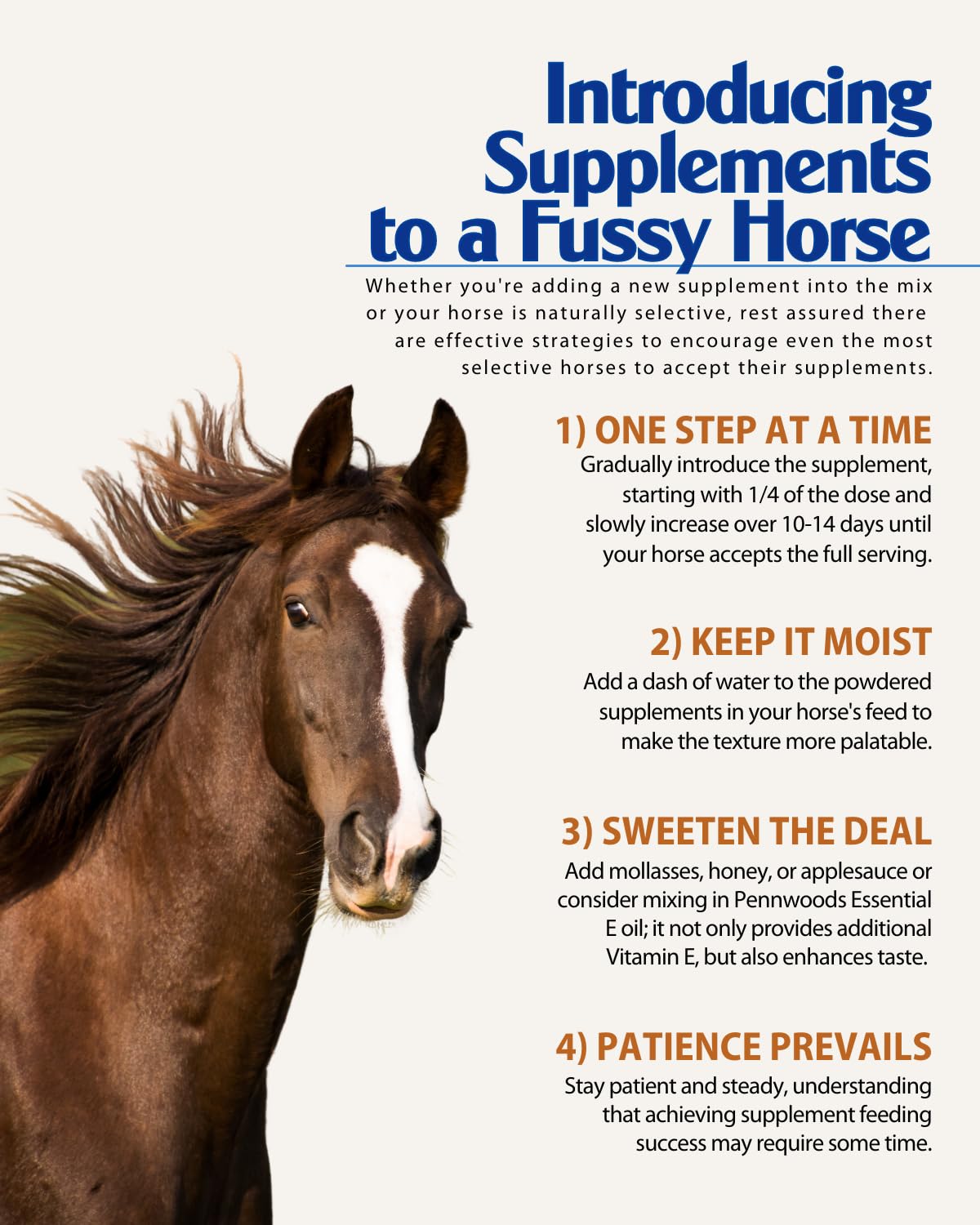 Pennwoods GI Renew, Probiotics for Equine, Immune and Appetite Stimulation, Prebiotics, Digestive Enzymes | Horse Supplement Pro