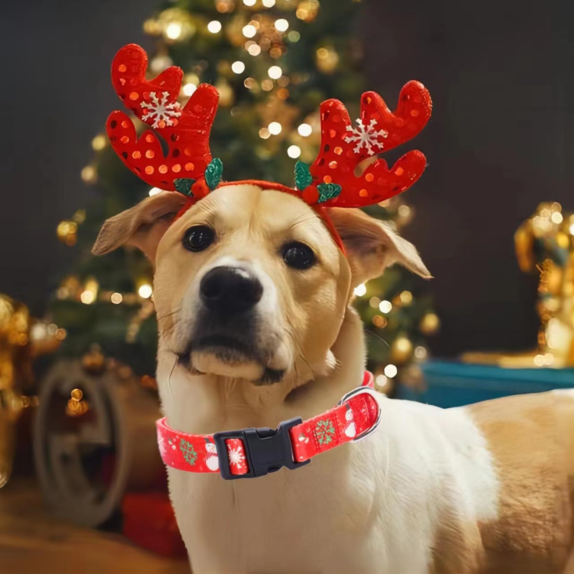 Christmas Dog Collar With Buckle Adjustable Safety Nylon Collars For Small Medium Large Dogs, Cute Stylish Girl Boy Christmas Dog Collar (Christmas Red,M)