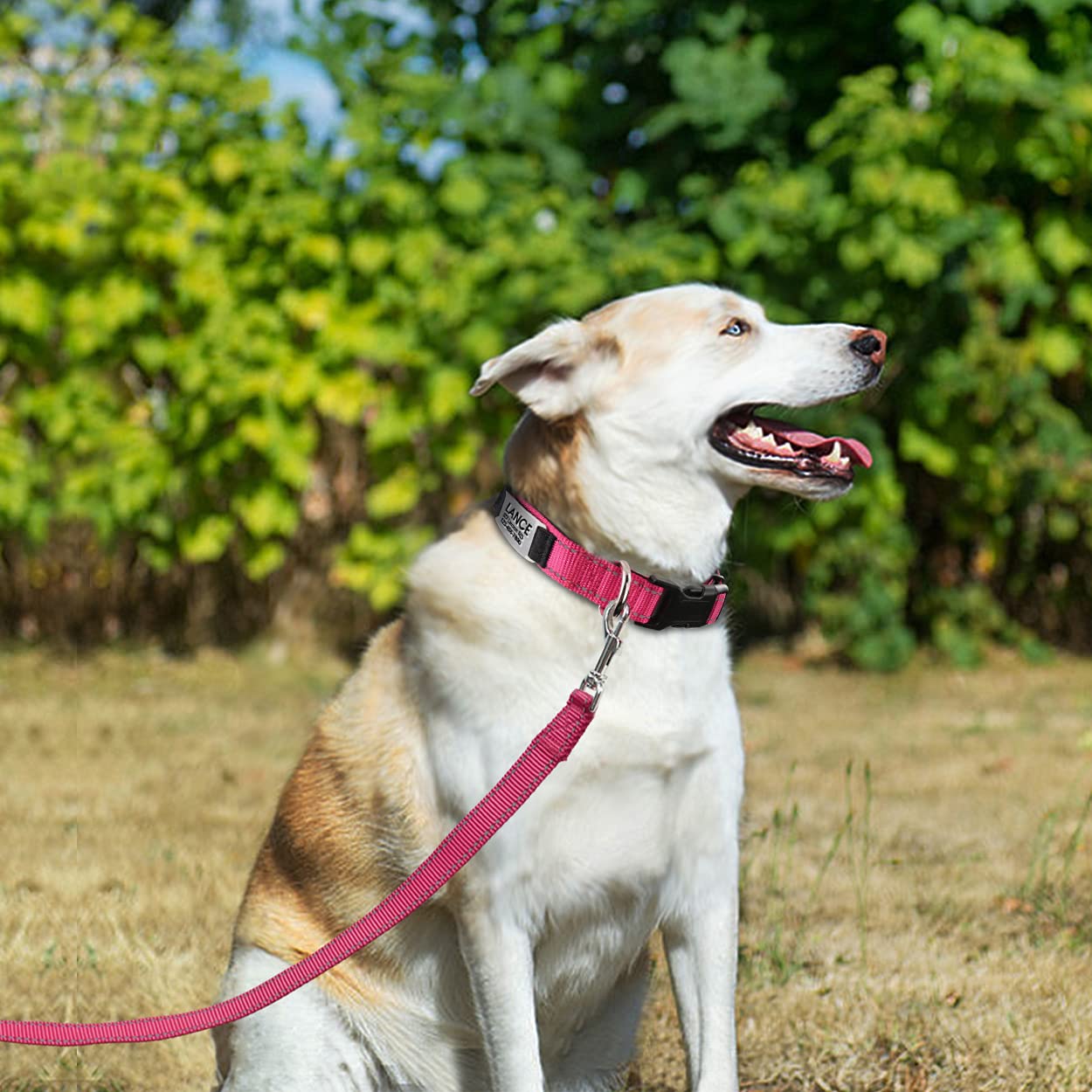 Joytale Personalized Dog Collars, Reflective Nylon Dog Collar With Engraved Name Plate, Customized For Xlarge Dogs, Hotpink, Xl