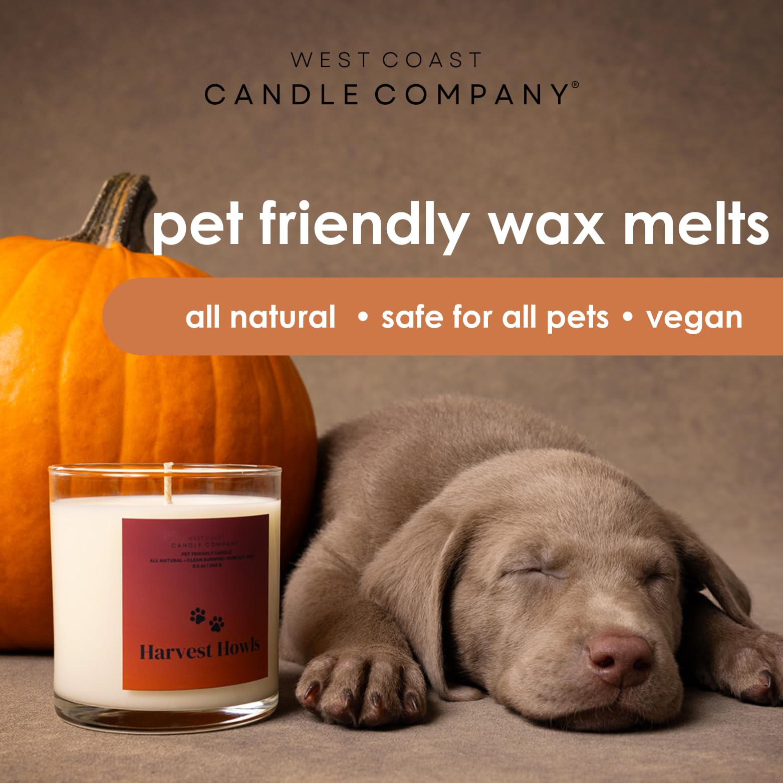 Pure Soy Wax Melts | Pet & Dog Safe | Odor Eliminator (Gingerbread)