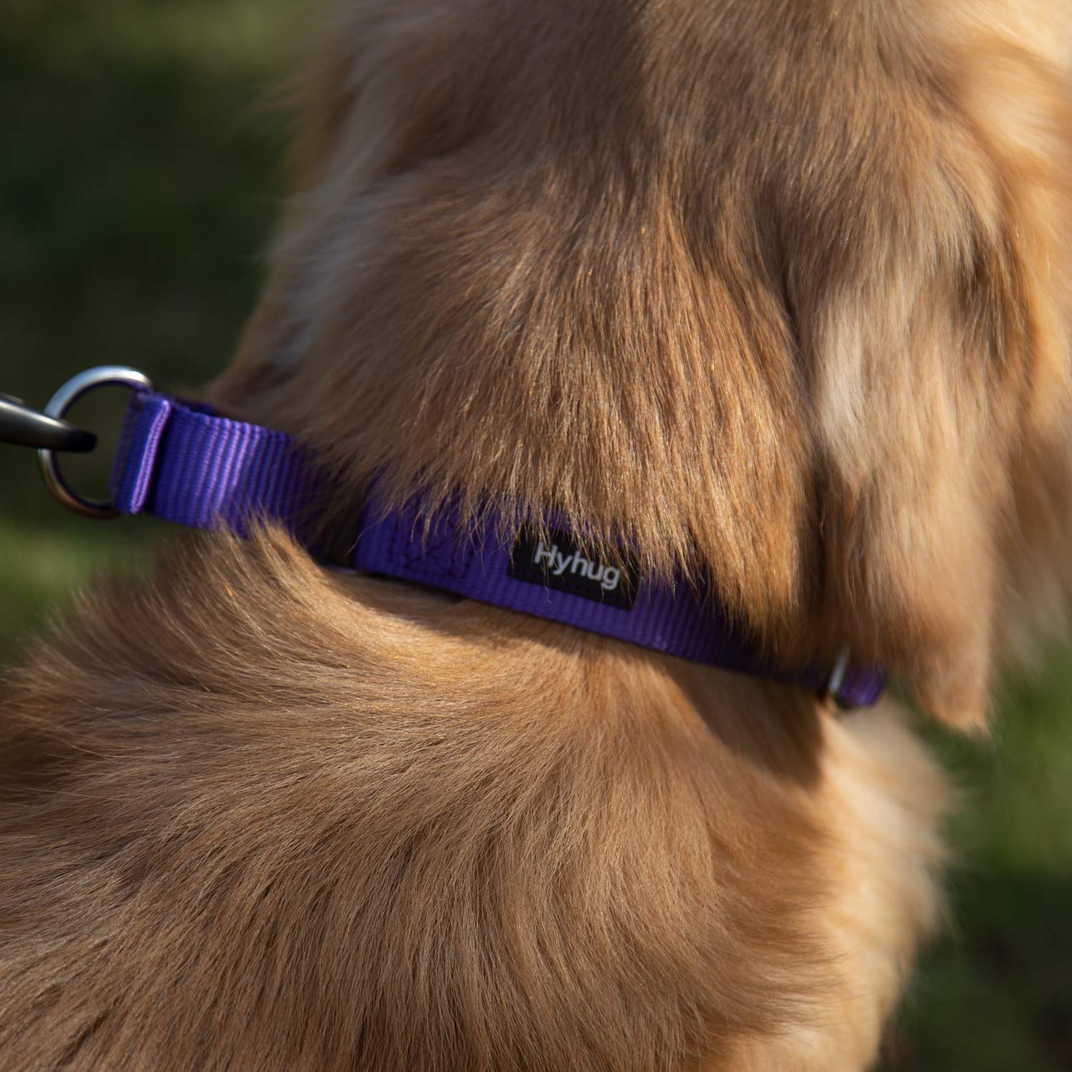 Hyhug Pets Premium Upgraded Heavy Duty Nylon Anti-Escape Martingale Collar For Boy And Girl Dogs Comfy And Safe - Professional Training, Daily Use Walking. (Medium, Ultra Violet)