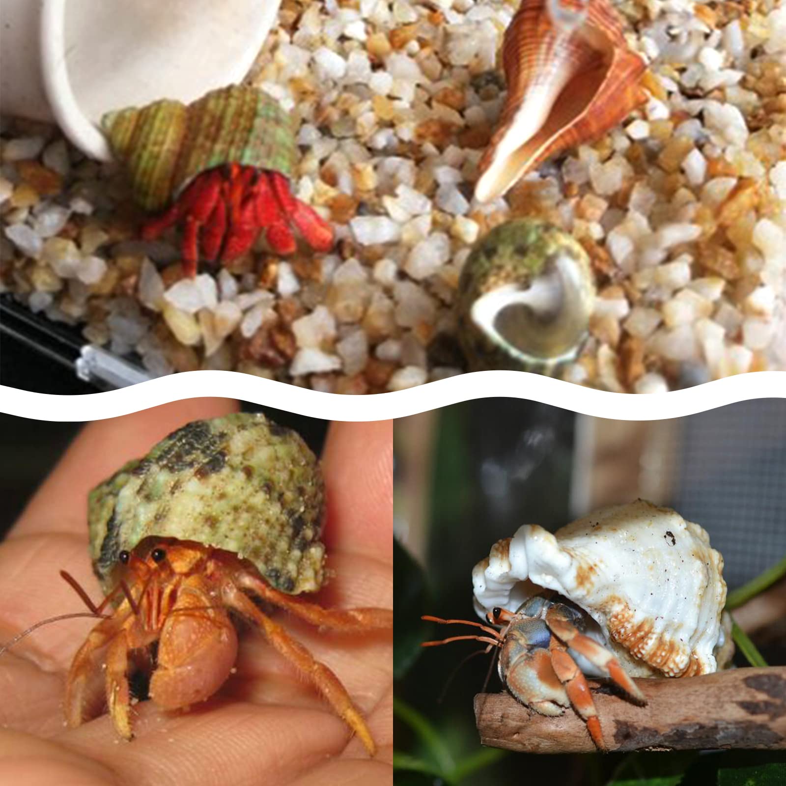 Lucky Baby 15+Pcs Hermit Crab Shells Small To Medium Sea Conch Size 1/4-1 1/2 Inches Natural Growth Turbo Seashells Conch For Small Hermit Crab Turbo Shells