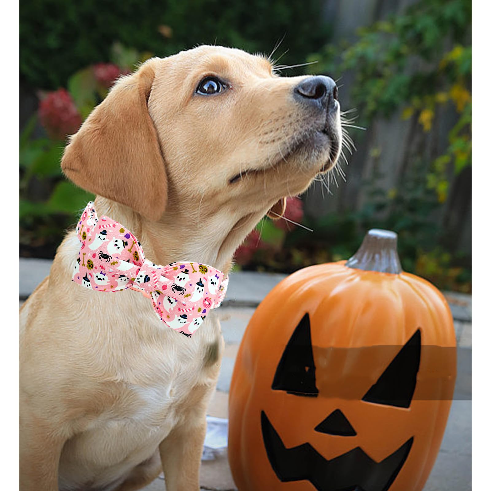 Lionheart Glory Halloween Dog Collar Bowtie - Heavy Duty Adjustable Fall Holiday Collar For Medium Dogs - Bow For Female Or Male