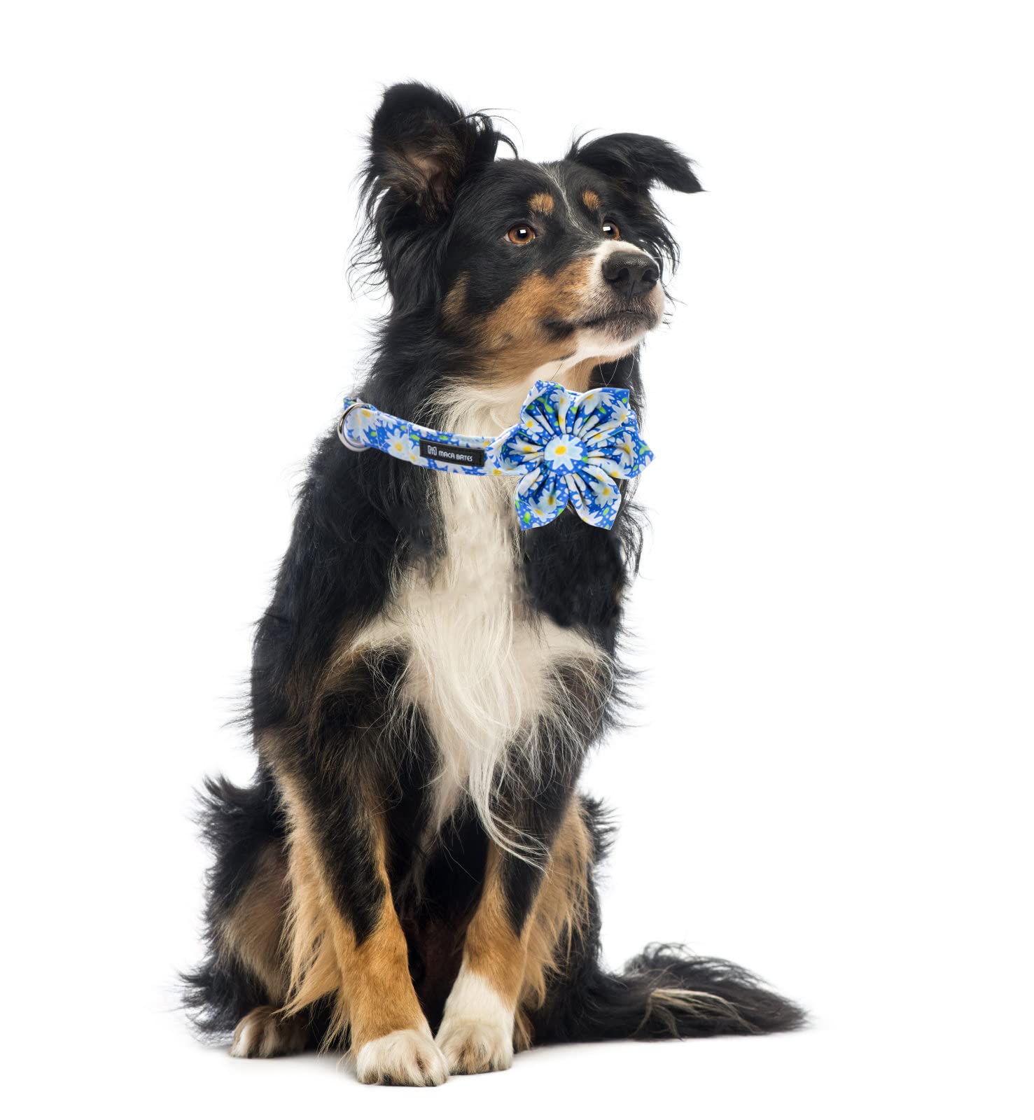 Maca Bates Flower Summer Daisy Dog Collar With Flowers For Dogs Adjustable Breakaway Bloom Blue Cute Collars Accessories Birthda