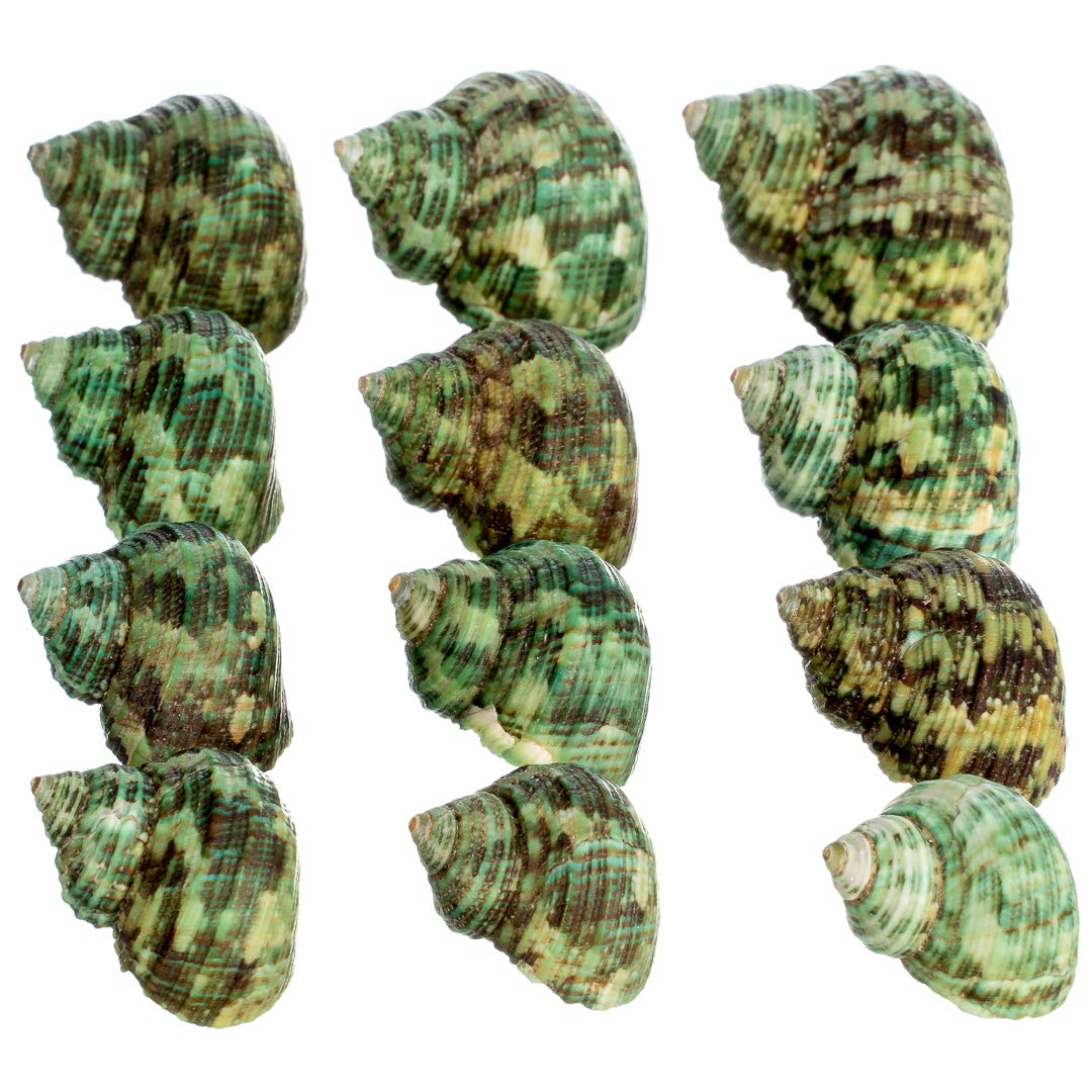 Hermit Crab Shells | Turbo Shells | 12 Green Stenuous Turbo Shells | Opening Size 0.5' - 1' | Hermit Crab House For D?or | Plus Free Nautical Ebook By Joseph Rains