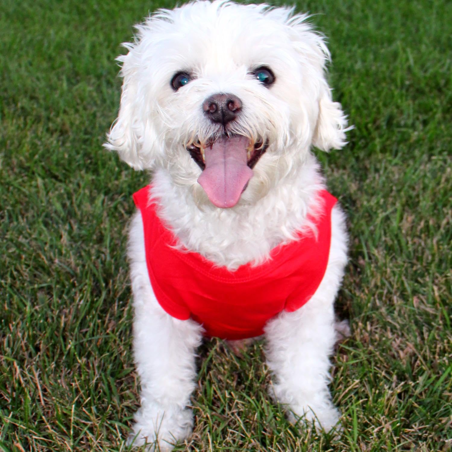 Doggie Design Cotton Dog Tank (Flame Scarlet Red, L)