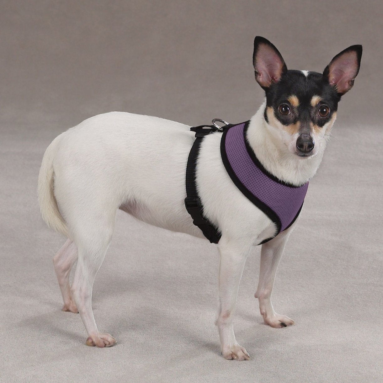 Casual Canine Mesh Dog Harness, X-Large, Purple