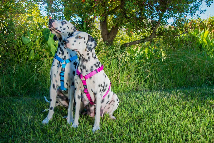 Reflective Adjustable Dog H Harness For Extra Large Dogs; Matching Collar And Leash Available, Red