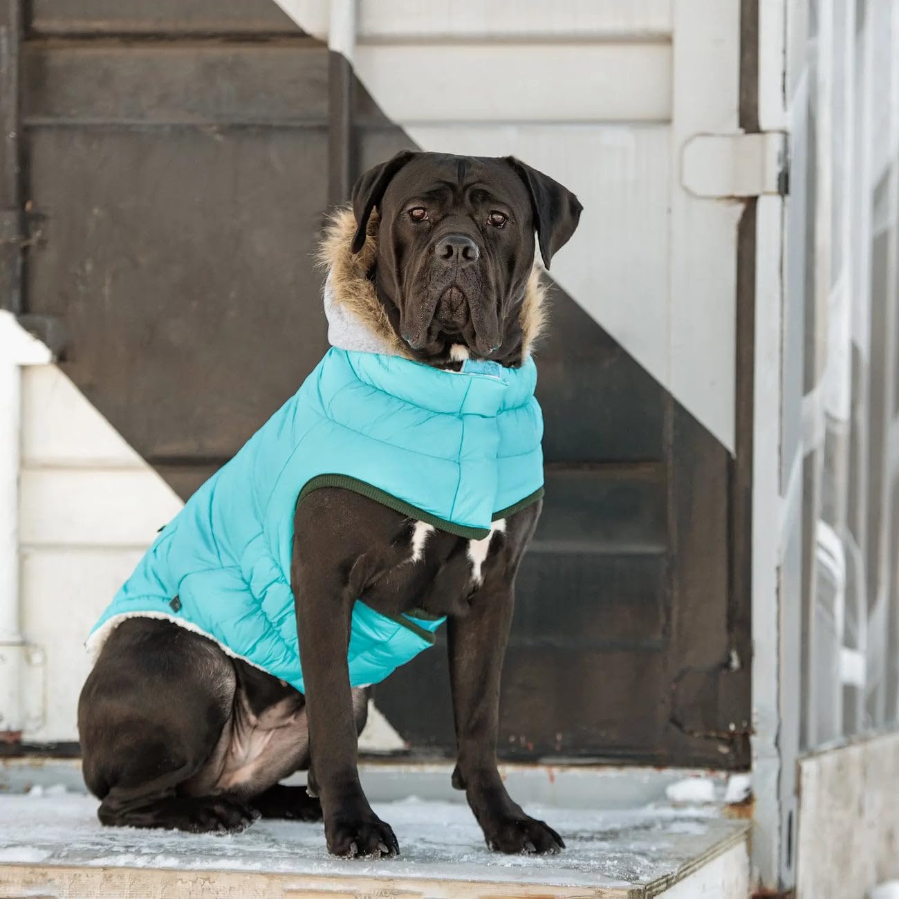 Gf Pet - Winter Sailor Parka - (X-Large, Aqua)
