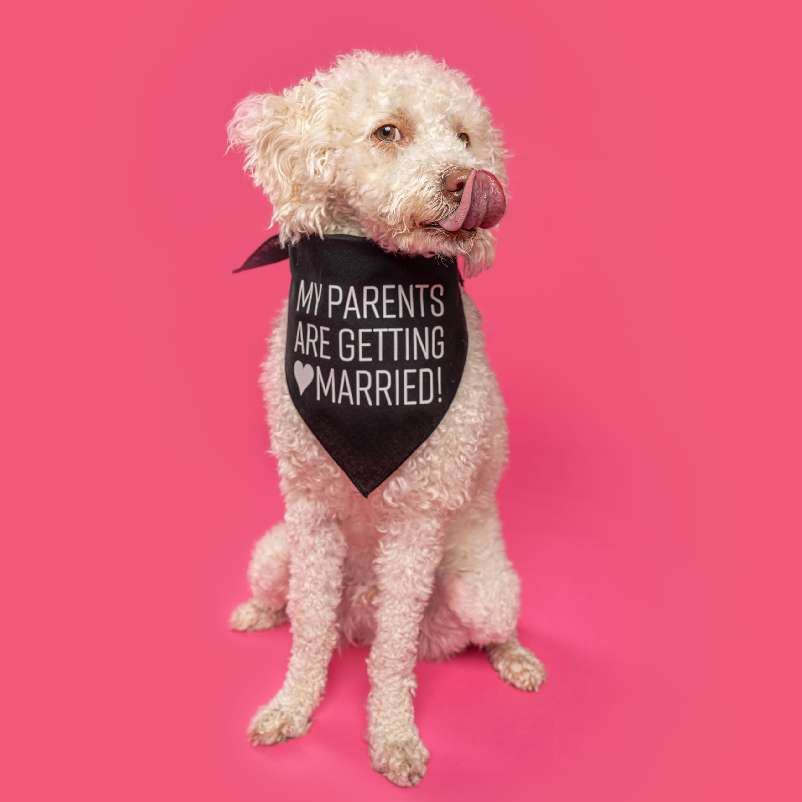 My Parents Are Getting Married Printed Dog Bandana (Assorted Colors)