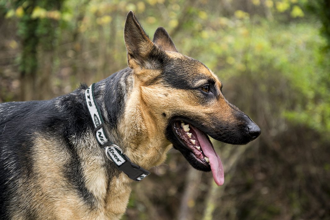 Pets First NFL New York Jets Licensed PET COLLAR, Large - Heavy-Duty, Strong, and Durable Dog Collar. Available in 31 Football T