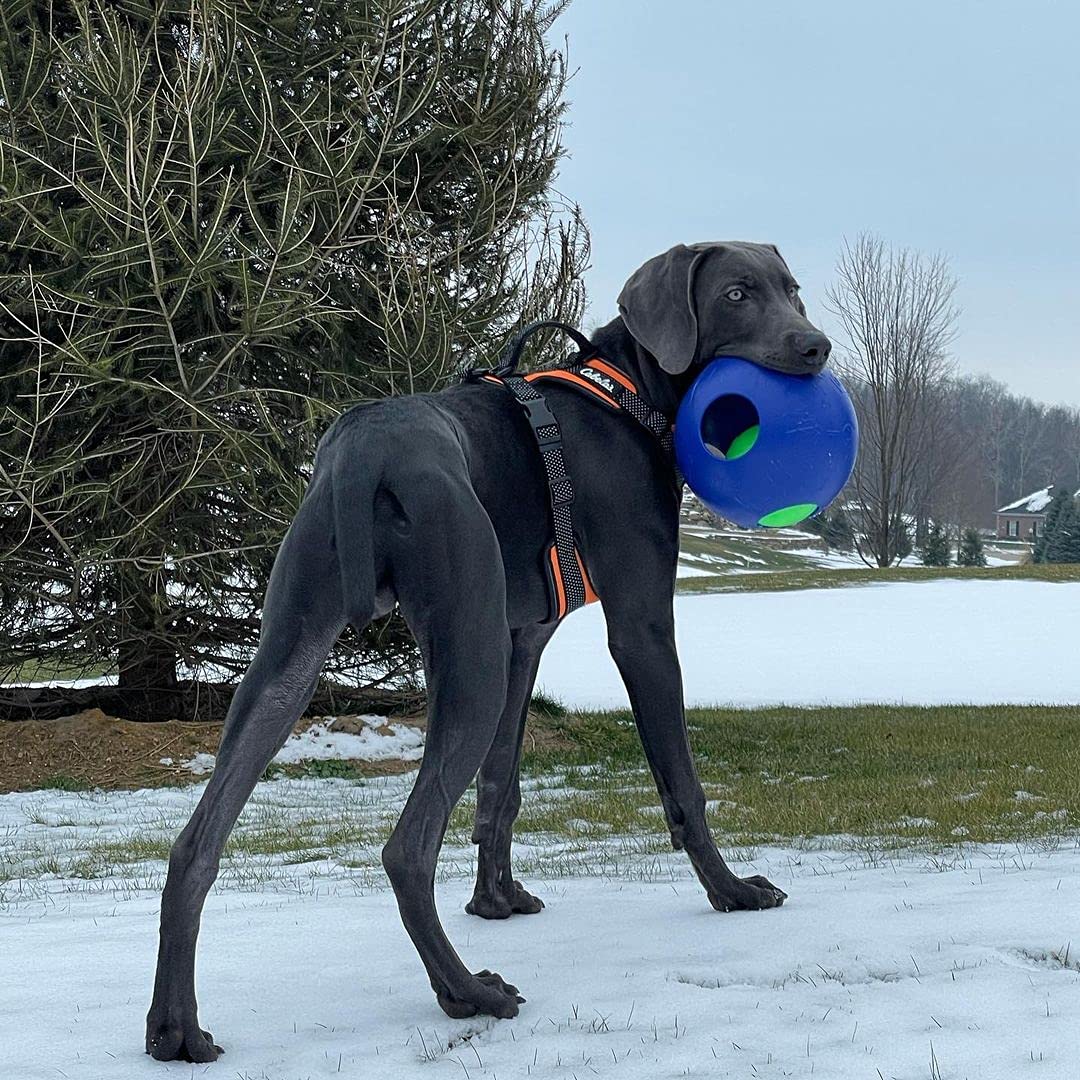 Jolly Pets Teaser Ball Dog Toy, Large/8 Inches, Blue, Model Number: 1508 Bl