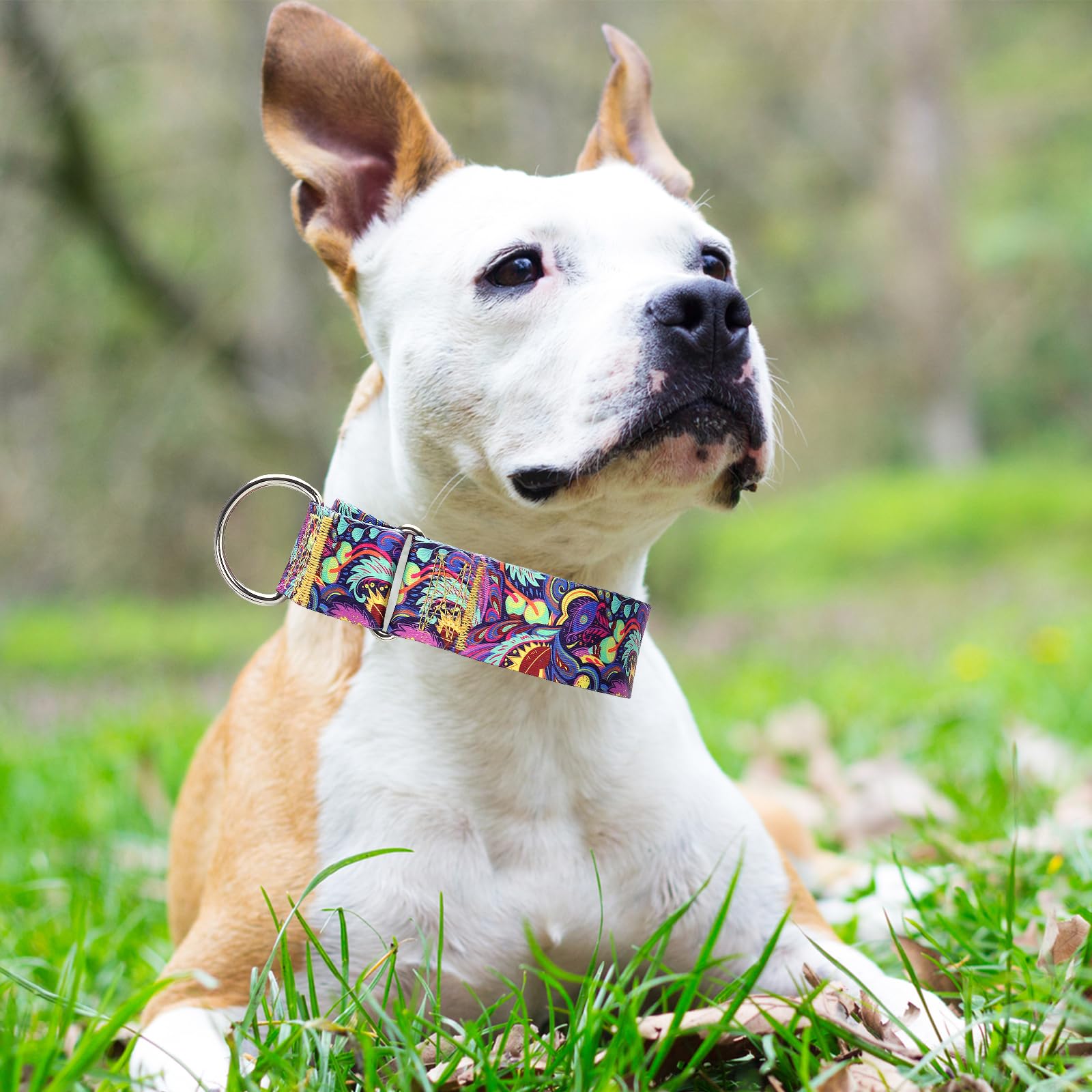 Maowuwujoz 1.5 Inch Wide Martingale Dog Collar - Adjustable No Pull Choke Cinch Escape Proof Training Collar For For Pitbulls, G