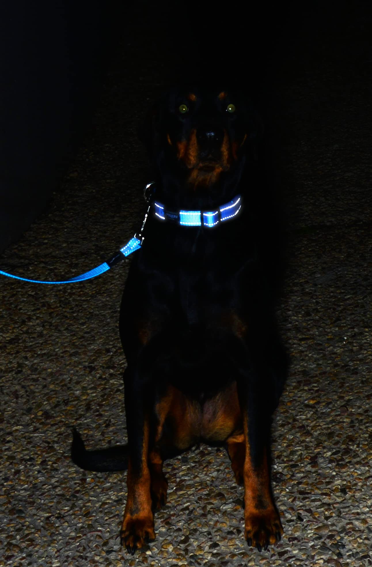 Reflective Dog Leash for Medium Dogs, 5/8 wide, 6 long, Yellow