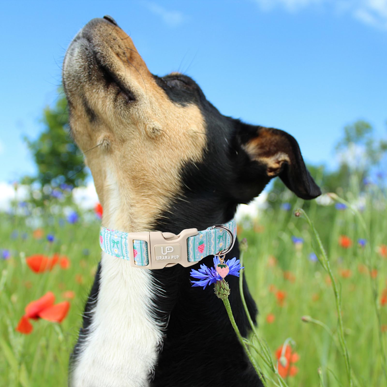 Up Urara Pup Dog Collar-Adorable Spring/Summer Puppy Collars-Adjustable Strawberry Pet Collar For Small,Medium,Large Dogs