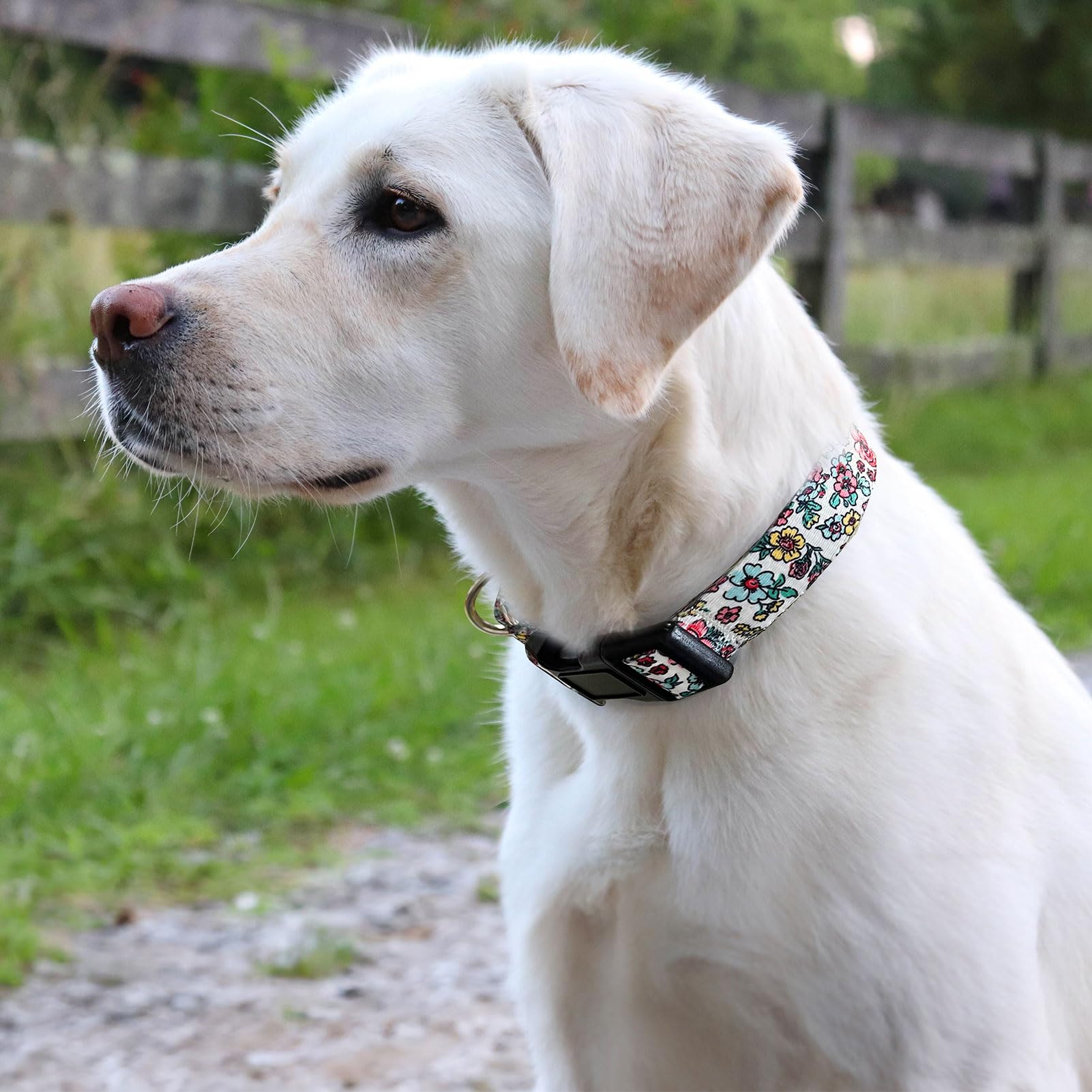 Martingale Collar For Dogs, Adjustable Soft Nylon Dog Collars With Special Design Cute Patterns For Puppy Xsmall Dog Collar (X-S