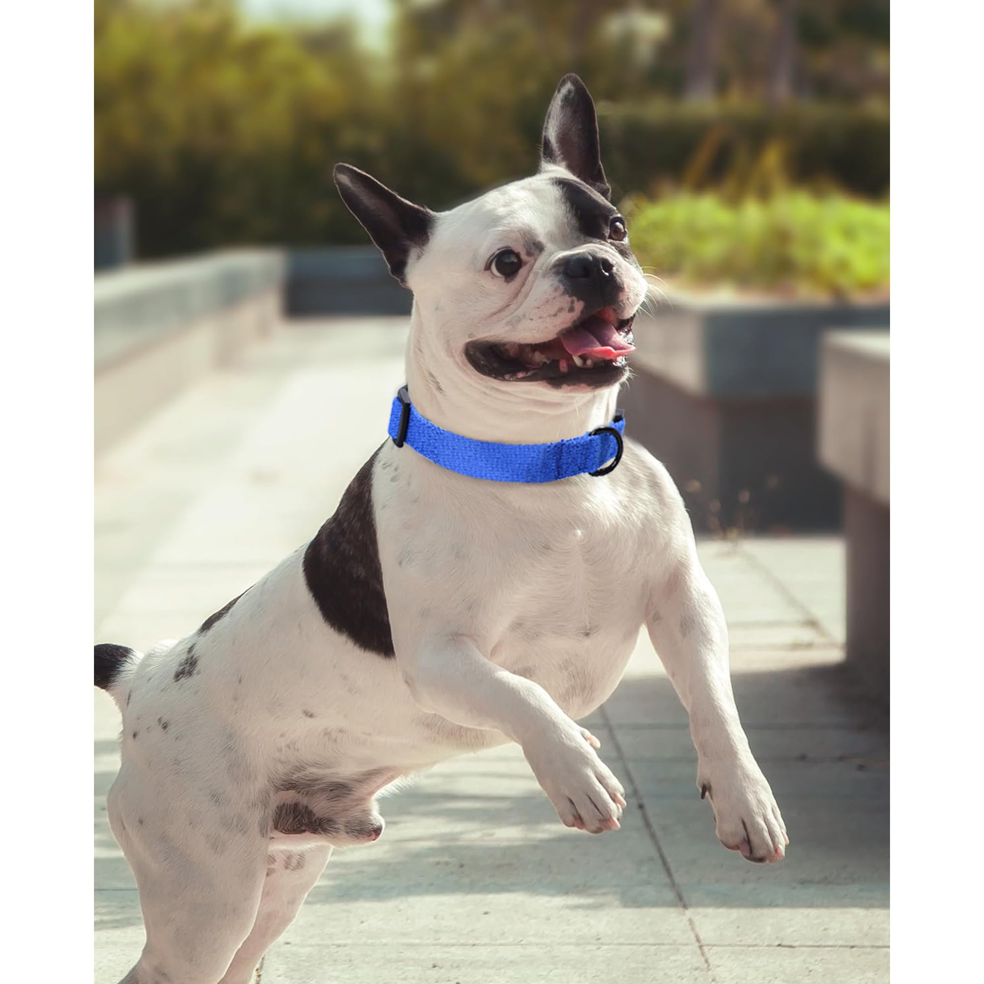 Mile High Life Soft & Strong Poly Cotton Adjustable Dog Collar With Quick Release Buckle For Small To Large Dogs(Blue, X-Small N
