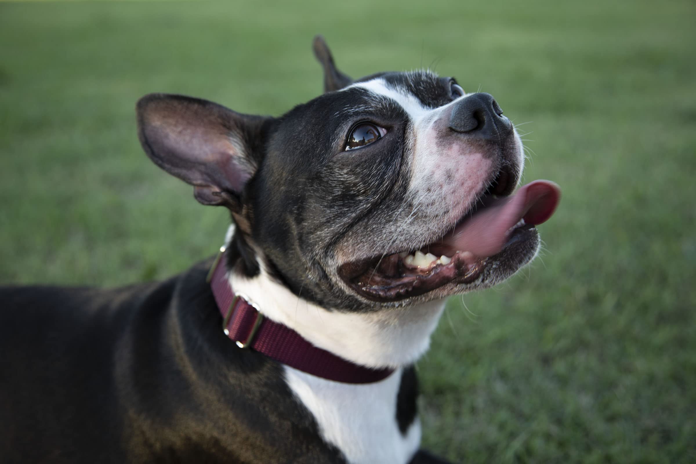 Country Brook Petz - Made In The Usa - Durable Nylon Martingale With Deluxe Buckle - 30+ Vibrant Color Options (Burgundy, 3/4 Inch, Small)