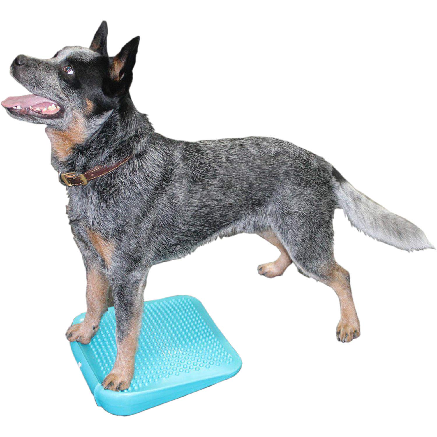 Fitpaws?Balance Ramp, Aqua | Dog Exercise Equipment | Workout Tool For Strength, Core, Stability & Rehabilitation