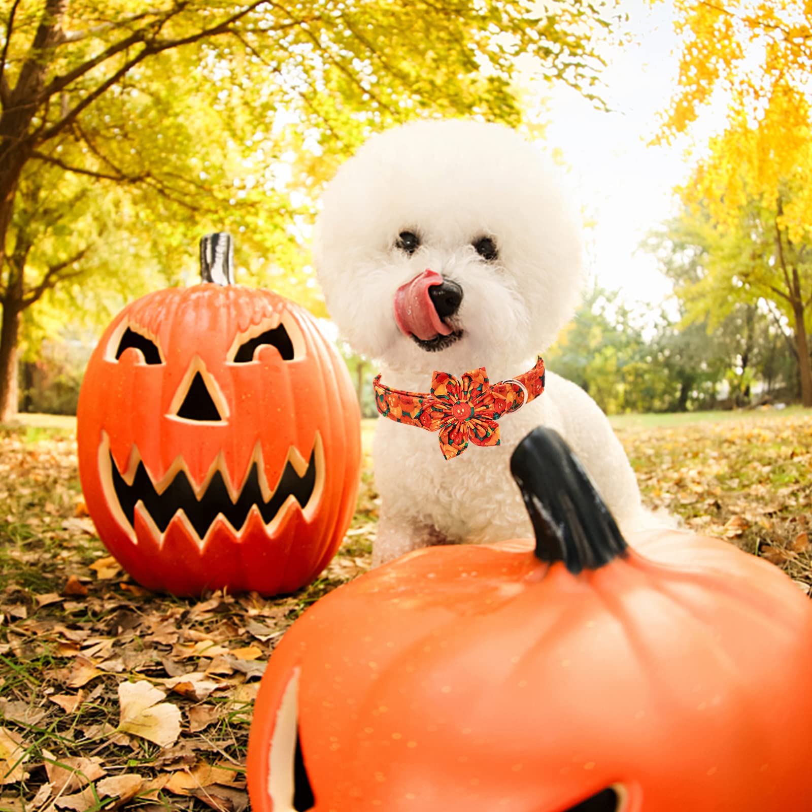 Lionheart Glory Dog Collar, Cotton S Collar With Flower, Adjustable Animal Collar For Small Dogs, Halloween Dog Collar, Pumpkin