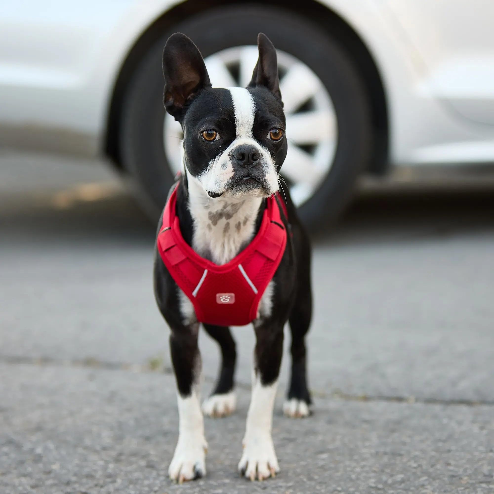 Gf Pet Travel Harness - Red - Xl