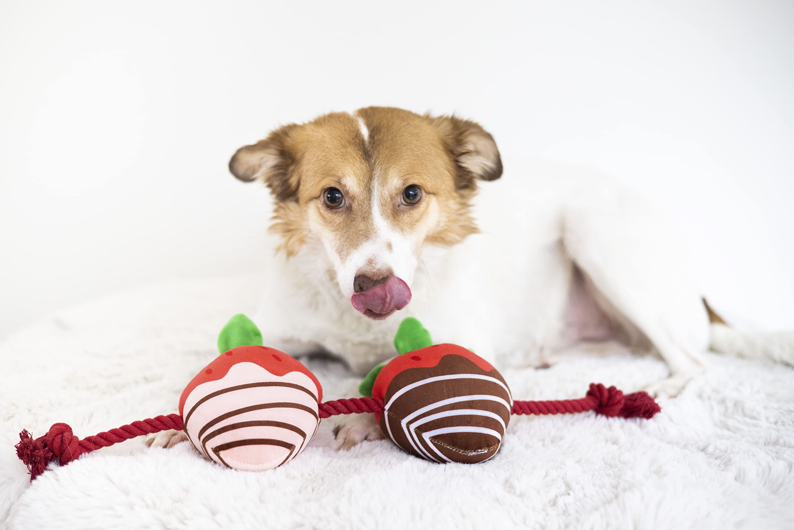 Pearhead Valentine's Day Dog Toy - You're Berry Cute Festive Squeaker & Rope Chew Toy for Interactive Play - Multicolored