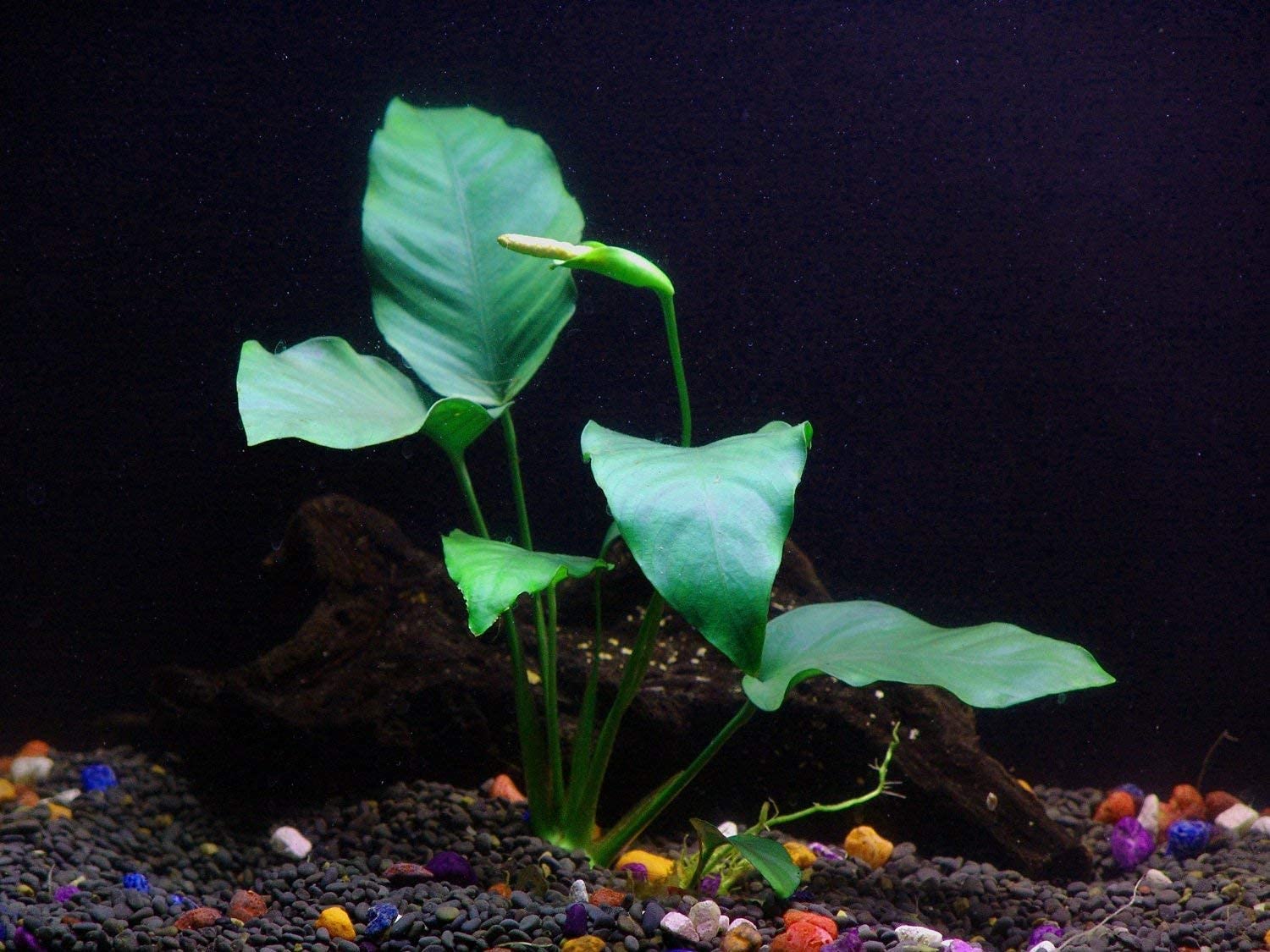 Florida 8 Species Live Aquarium Plants Bundle (8 Plant Species)