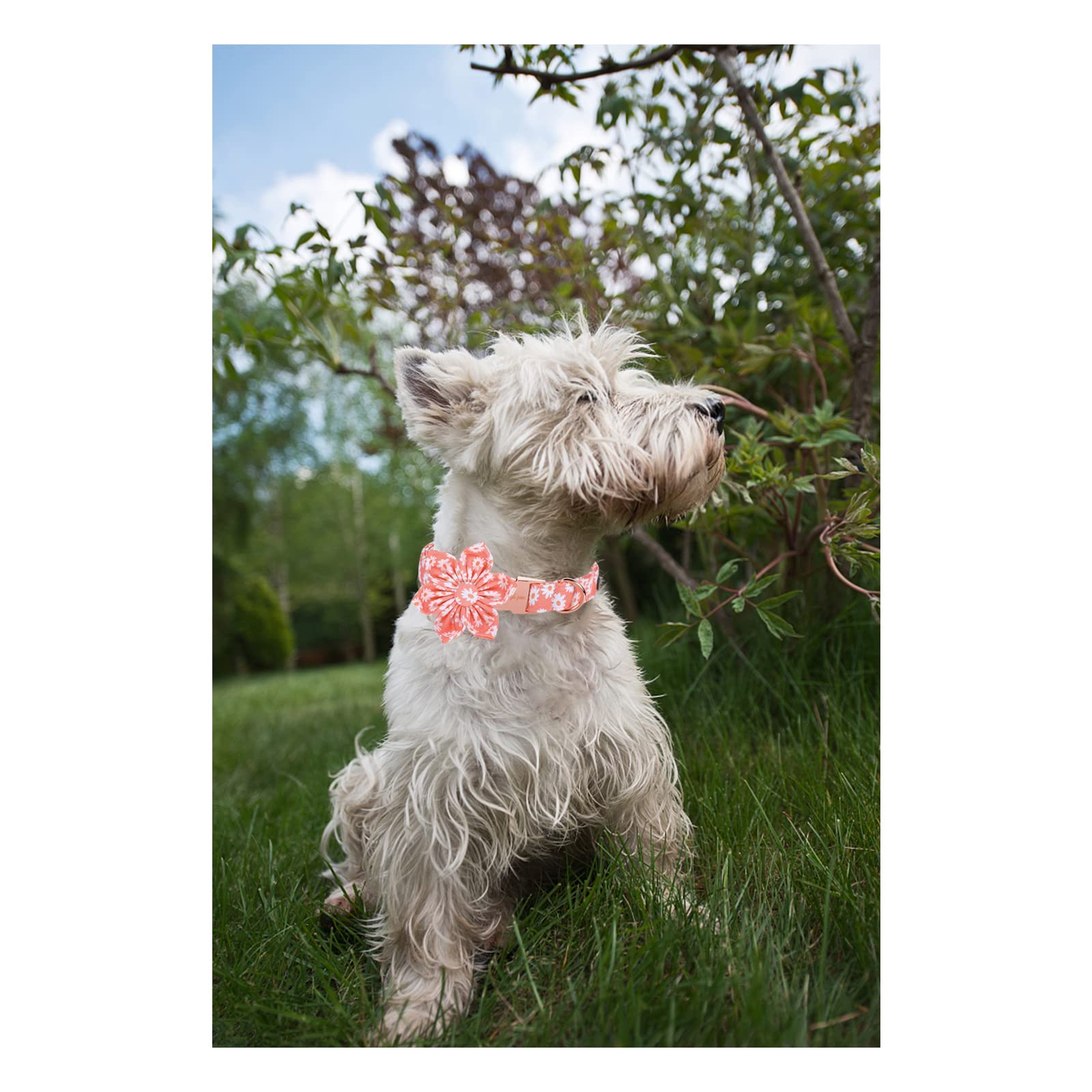 Unique Style Paws Dog Collar With Flower Tie Pink Daisy Summer Dog Collar For Small Medium Large Dogs With Adjustable Metal Buckle -S