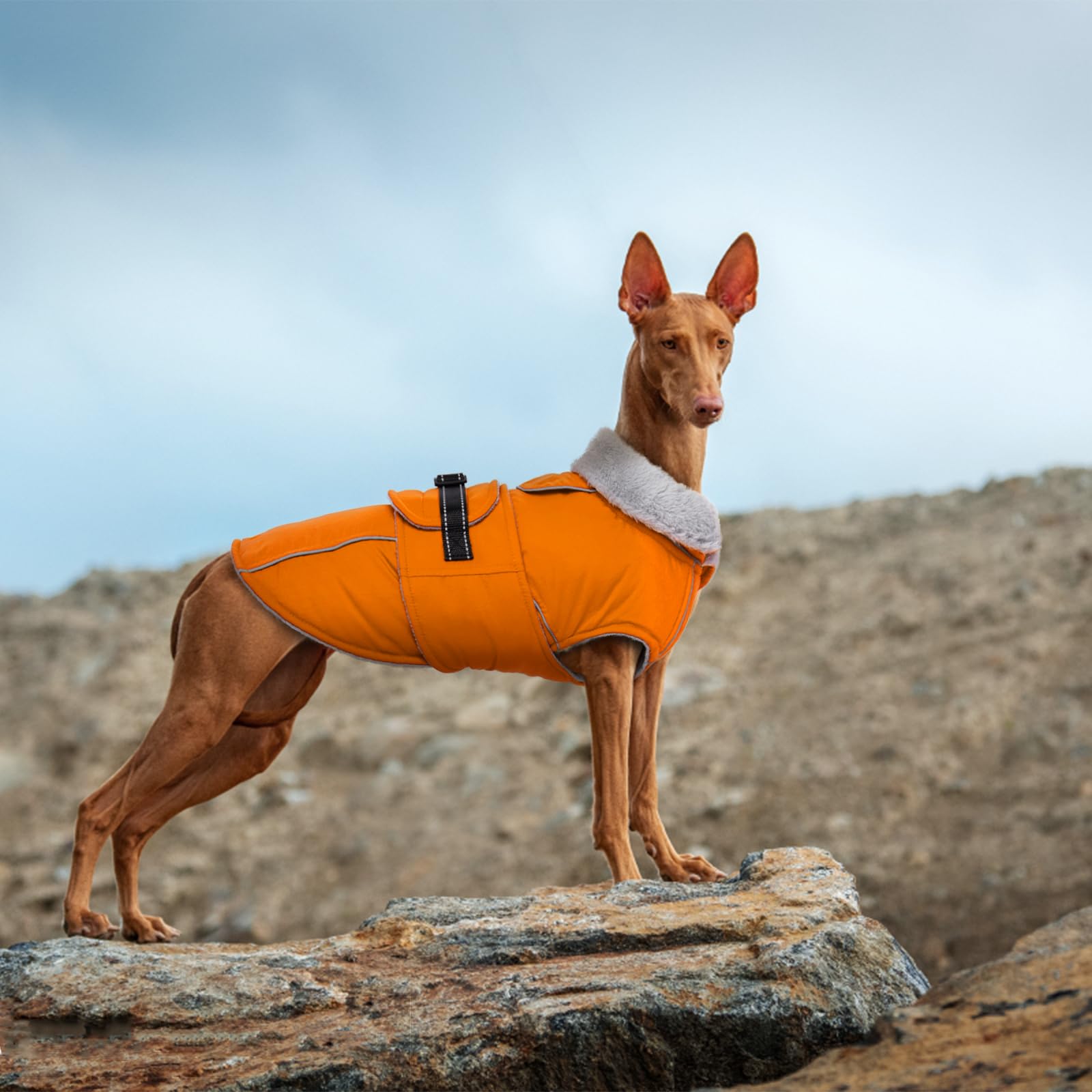 Lelepet Warm Dog Coat Reflective Dog Fleece Vest Waterproof Dog Jacket Windproof Dog Winter Coat Dog Cold Weather Coats With Adjustable Buckle Fleece Lining Dog Snowsuit Dog Coat For Small Dogs, S